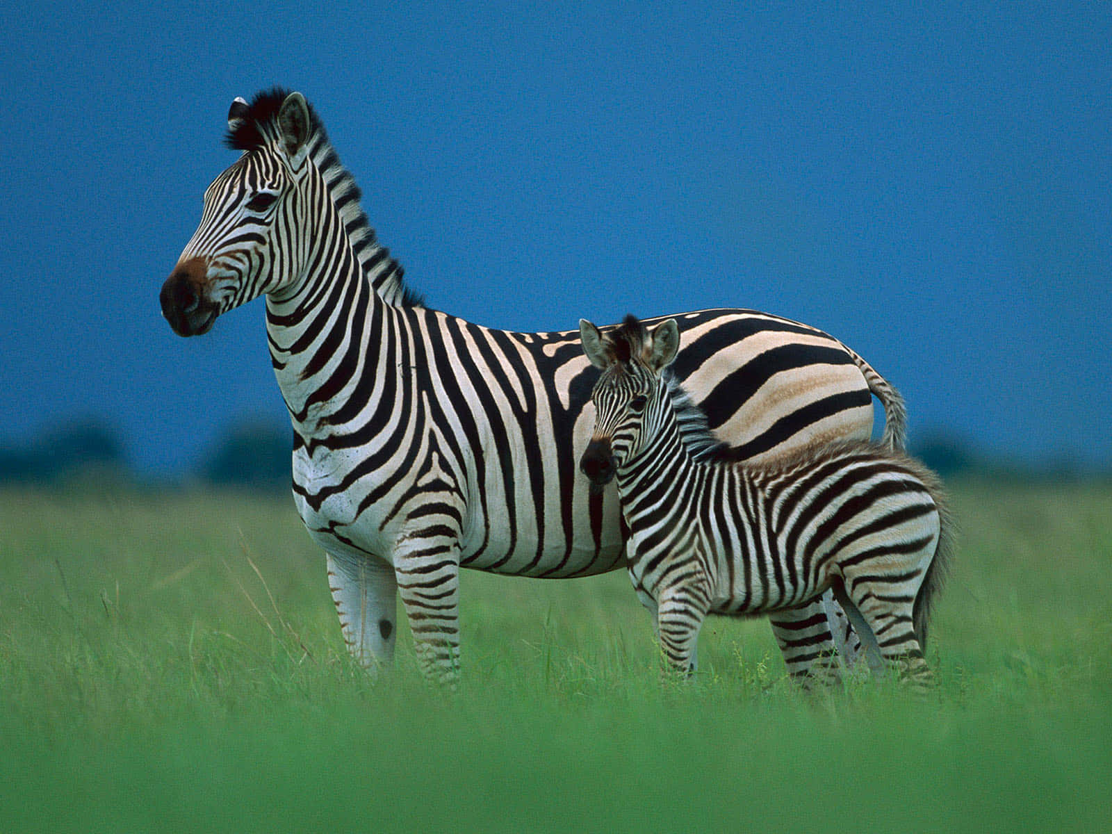 Zebra 桌布 壁紙 — 一匹成年斑馬和牠的幼崽一起站在深藍色天空下充滿活力的綠色稀樹草原上。