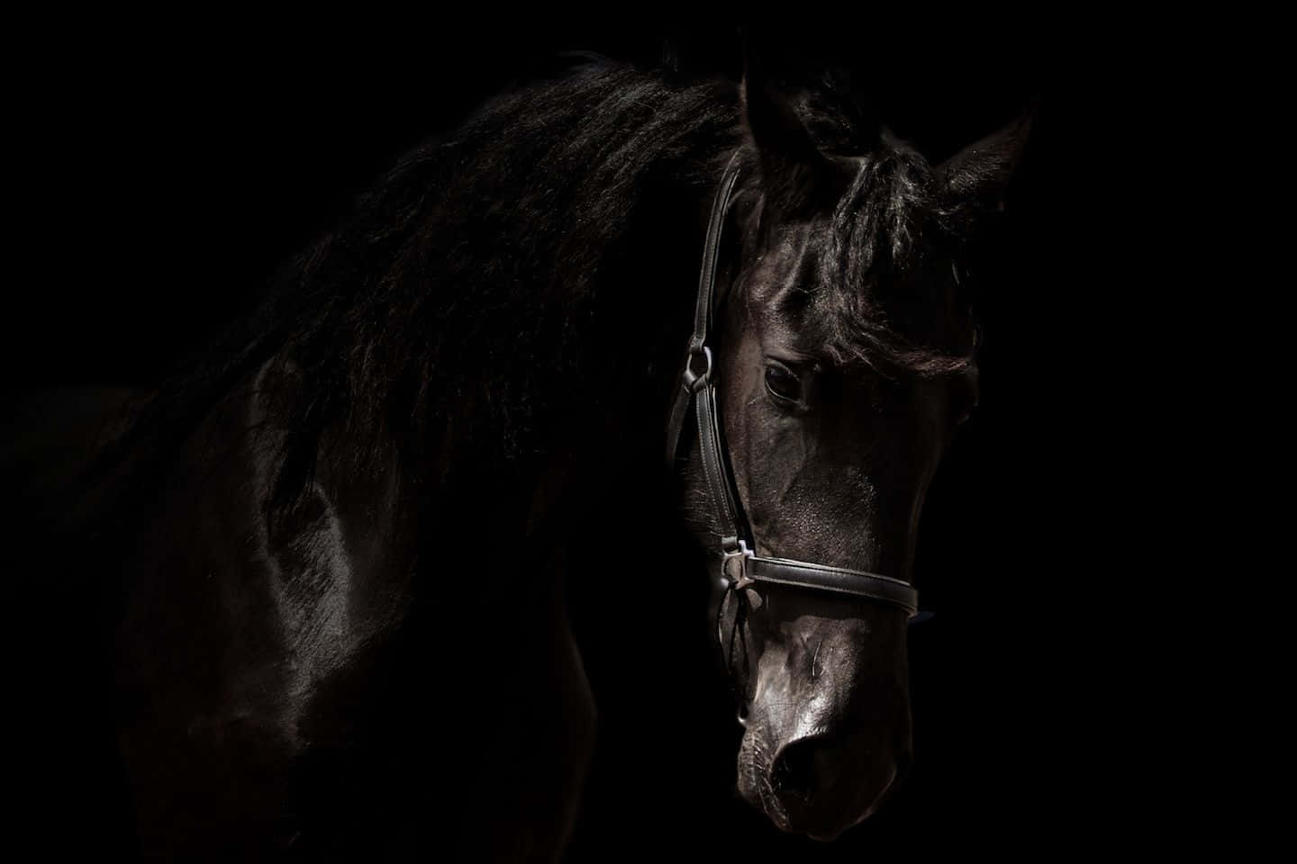 Black Horse 桌布 壁紙 — 一匹戴著韁繩的雄偉黑馬，在純黑背景下被戲劇性地照亮，突顯其強壯的特徵和光澤的皮毛。