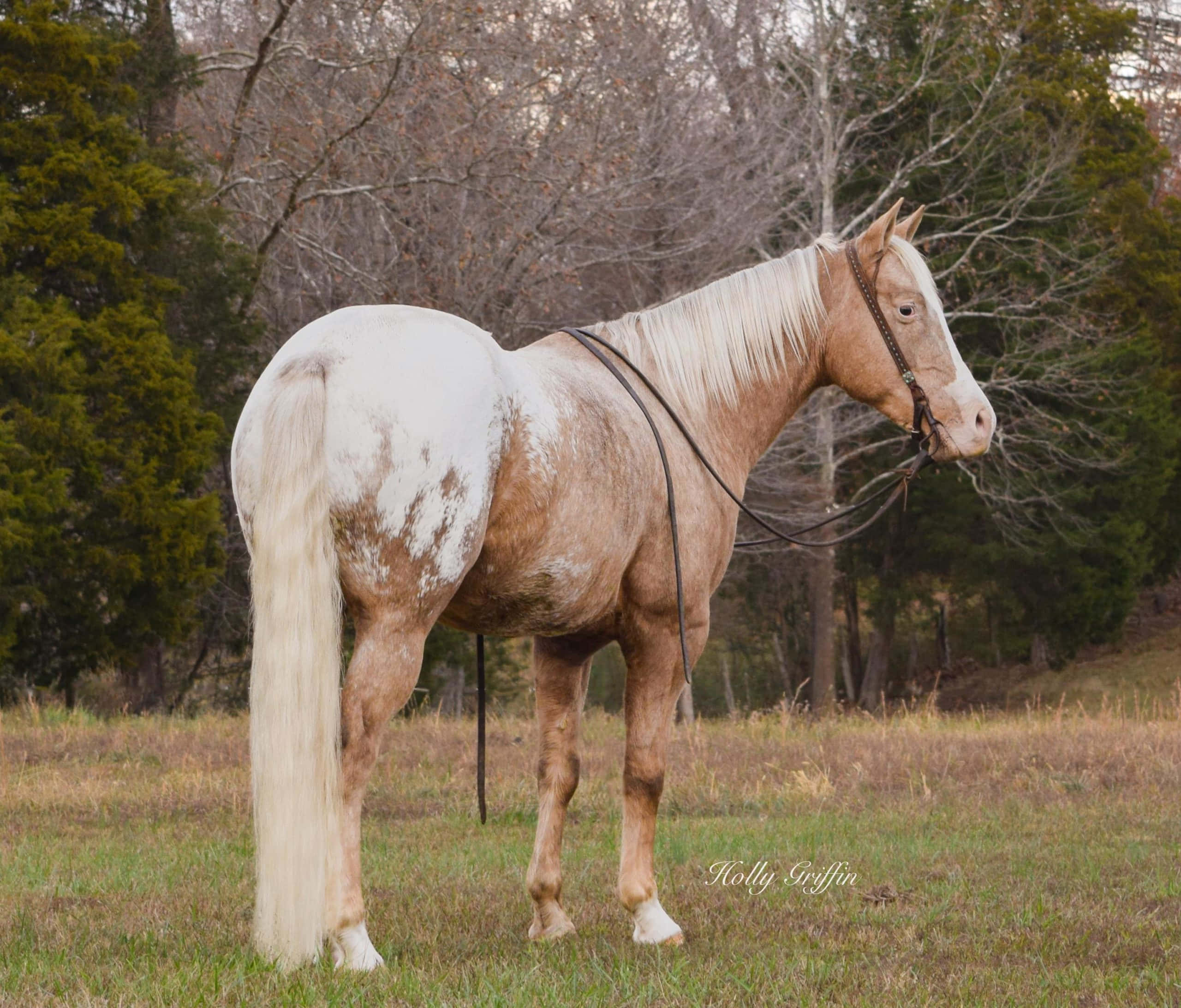 Appaloosa Horse 桌布 壁紙 — 一匹擁有白色鬃毛和尾巴的帕洛米諾馬，平靜地站在一片被光禿樹木和常綠樹包圍的草地上。