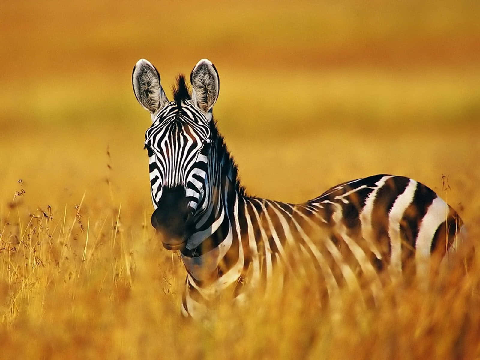 Zebra 桌布 壁紙 — 一匹擁有醒目黑白條紋的斑馬在溫暖陽光下，警覺地站在高高的金色草叢中。