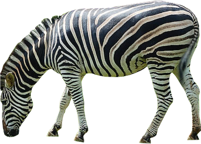 Zebra 桌布 壁紙 — 一匹擁有醒目黑白條紋的斑馬在純黑背景前吃草。