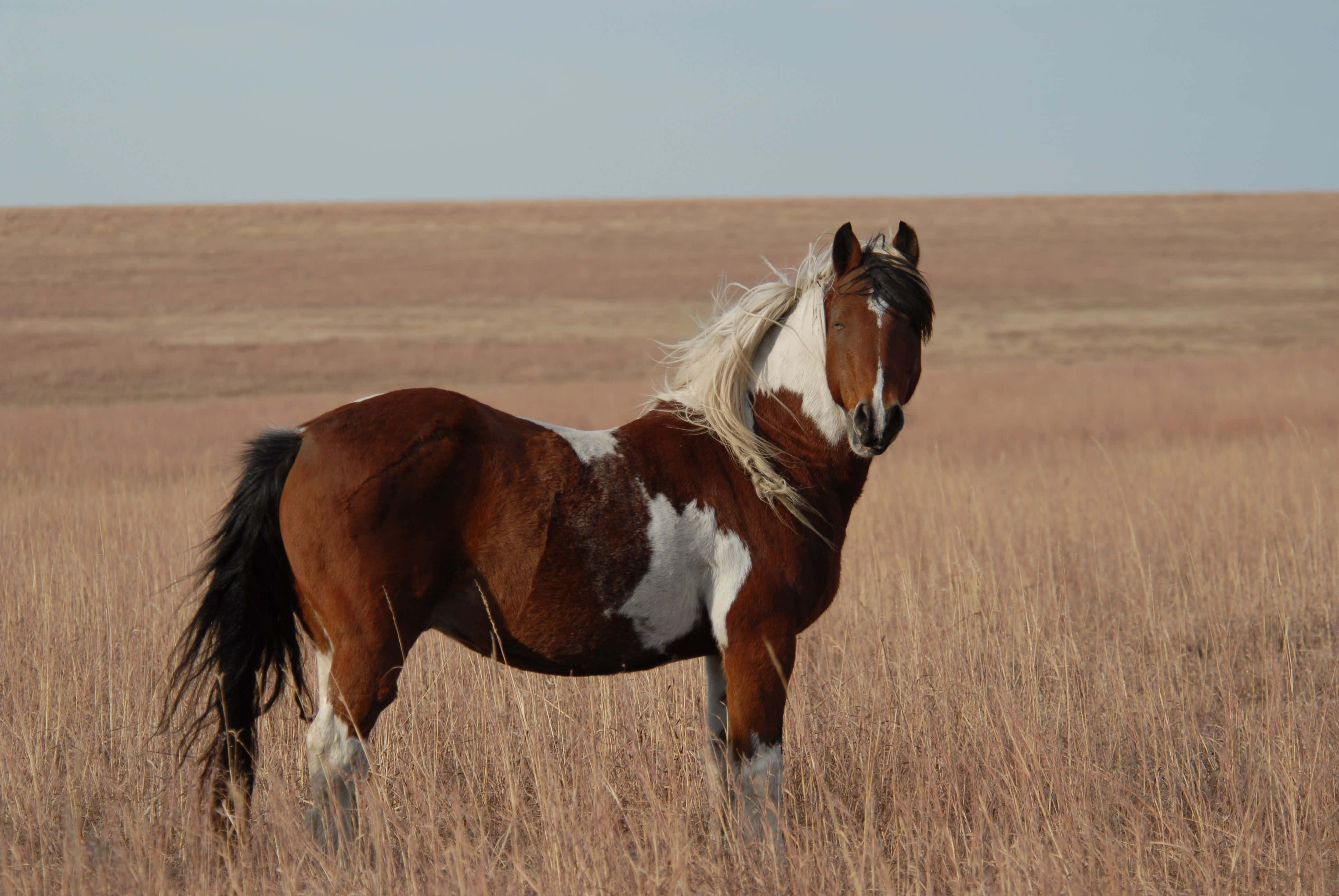Mustang Horse 桌布 壁紙 — 一匹擁有飄逸白色鬃毛的斑駁馬，在淡藍色天空下，高聳於廣闊的金色草原上。