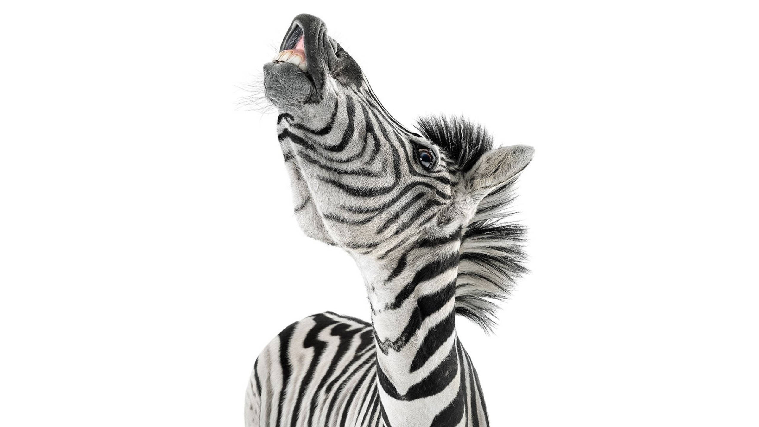 Zebra 桌布 壁紙 — 一匹斑馬，帶有醒目的黑白條紋，頭向後仰，嘴巴張開，背景為純白色。
