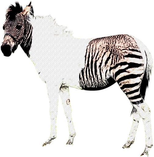 Zebra 桌布 壁紙 — 一匹斑馬半身帶條紋，在純黑背景下形成強烈對比。