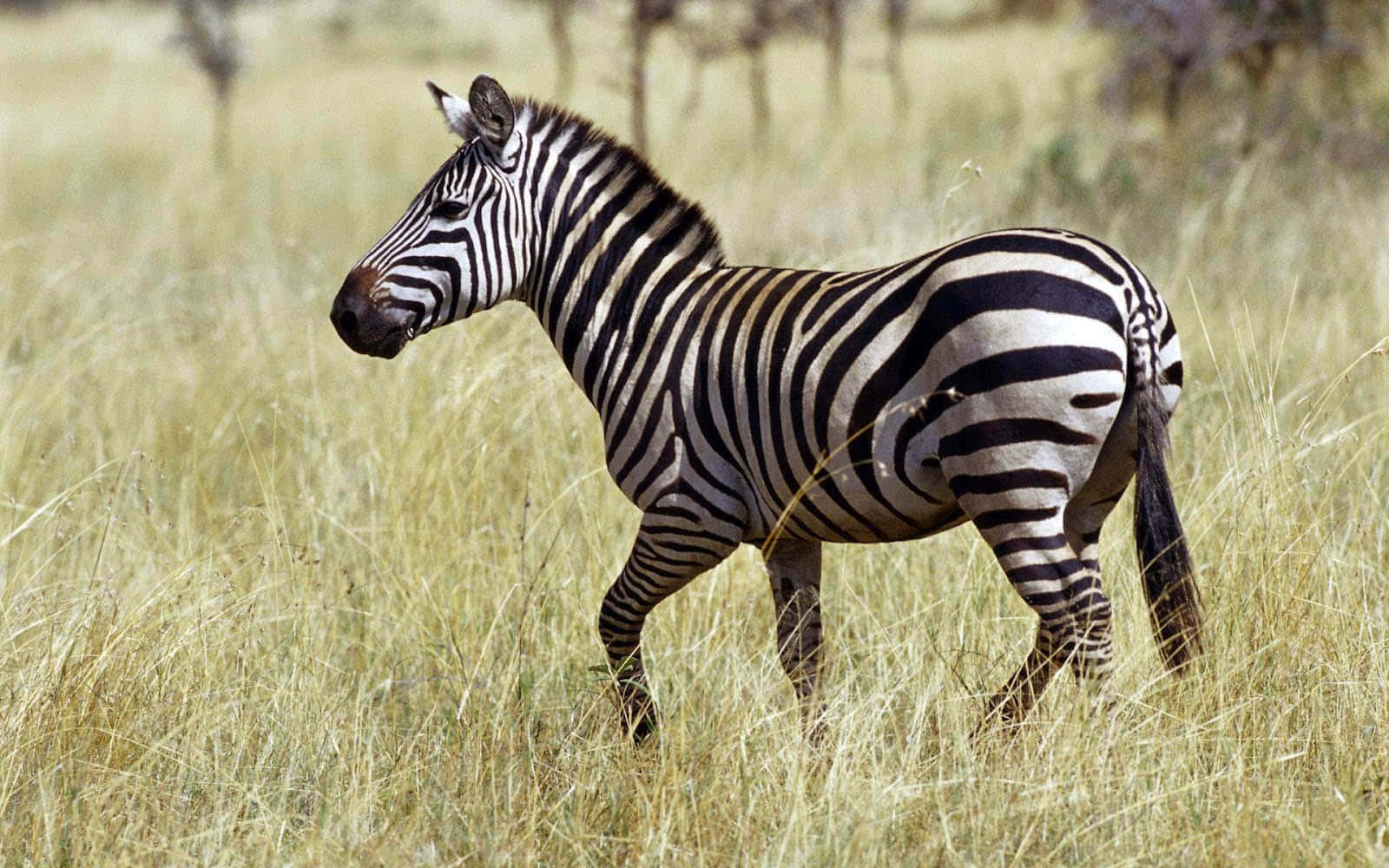 Zebra 桌布 壁紙 — 一匹斑馬在明亮的日光下，站在高高的金色草叢中保持警覺，背景是模糊的金合歡樹。