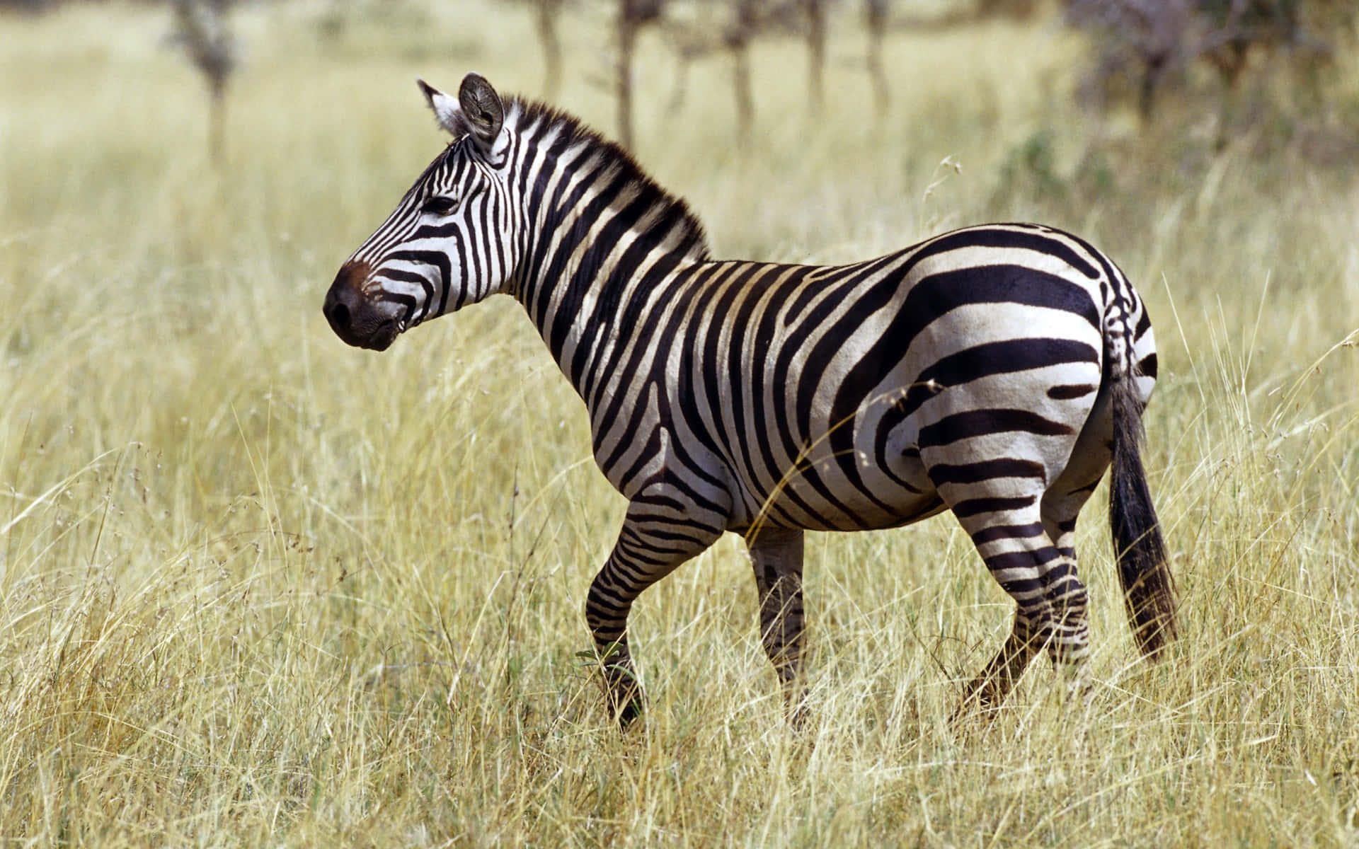 Zebra 桌布 壁紙 — 一匹斑馬在明亮的日光下，站在高高的金色草叢中保持警覺，背景是模糊的金合歡樹。
