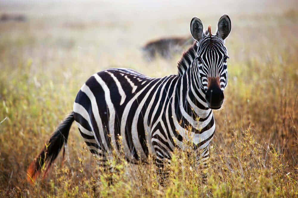 Zebra 桌布 壁紙 — 一匹斑馬在柔和陽光下的金色草叢中警覺地站立，背景中另一匹斑馬模糊可見。
