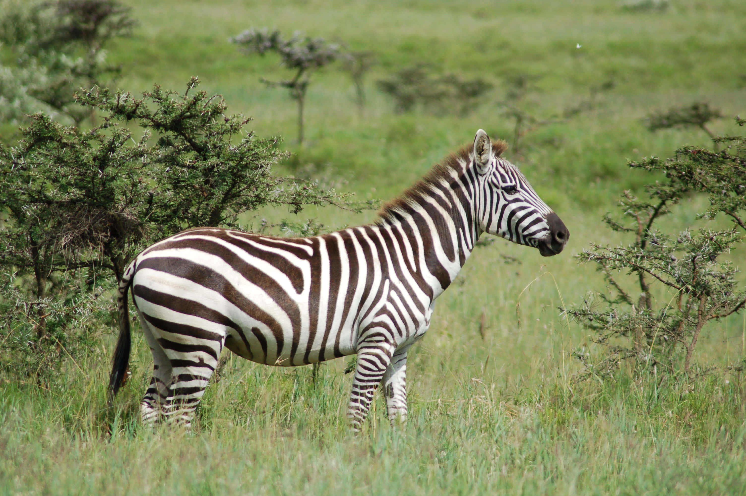 Zebra 桌布 壁紙 — 一匹斑馬在陽光明媚、點綴著金合歡樹的茂密綠色稀樹草原上警覺地站立。
