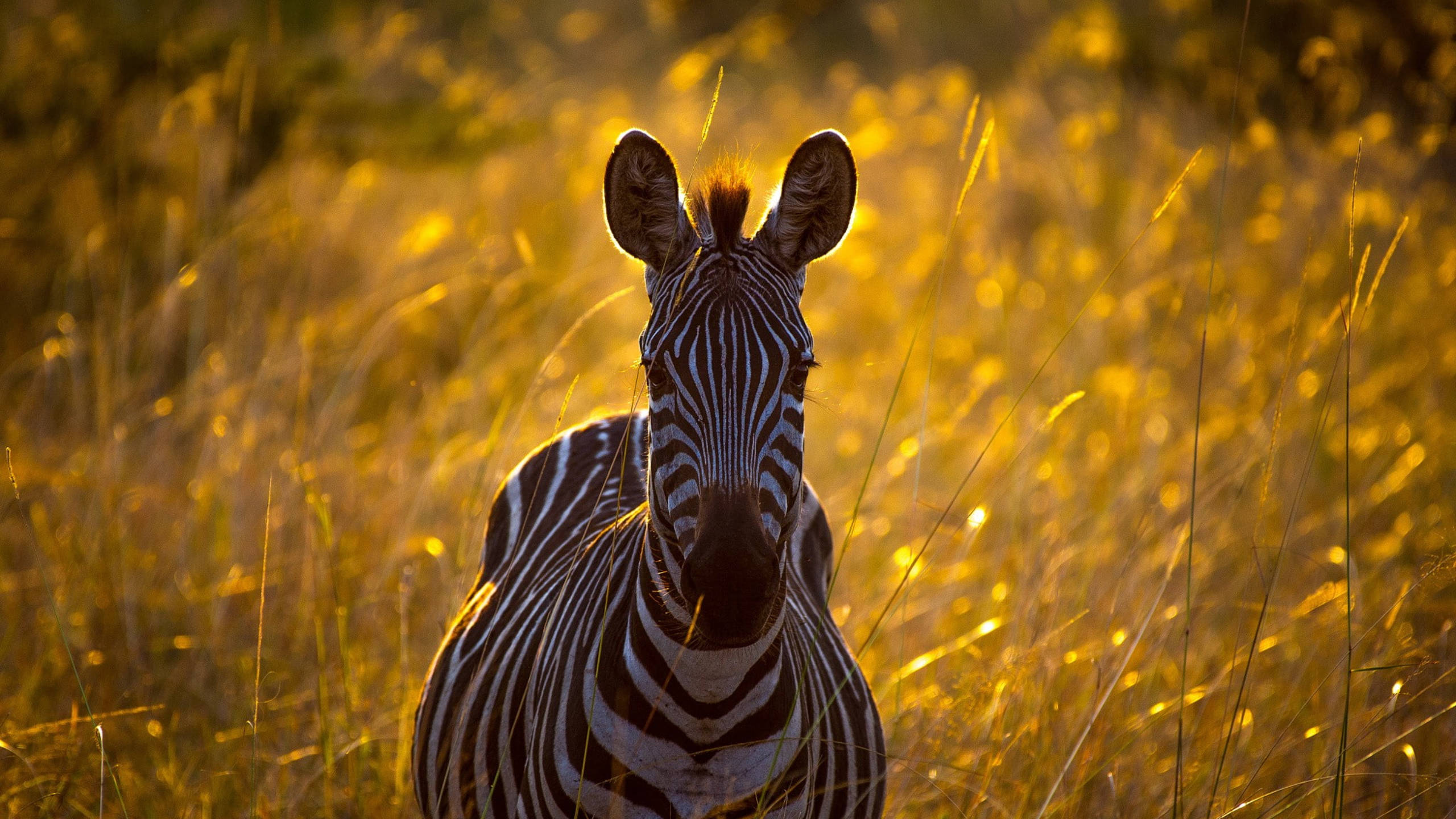 Zebra 桌布 壁紙 — 一匹斑馬警覺地站在金色草叢中，溫暖的陽光透過身後高高的草葉照射進來。