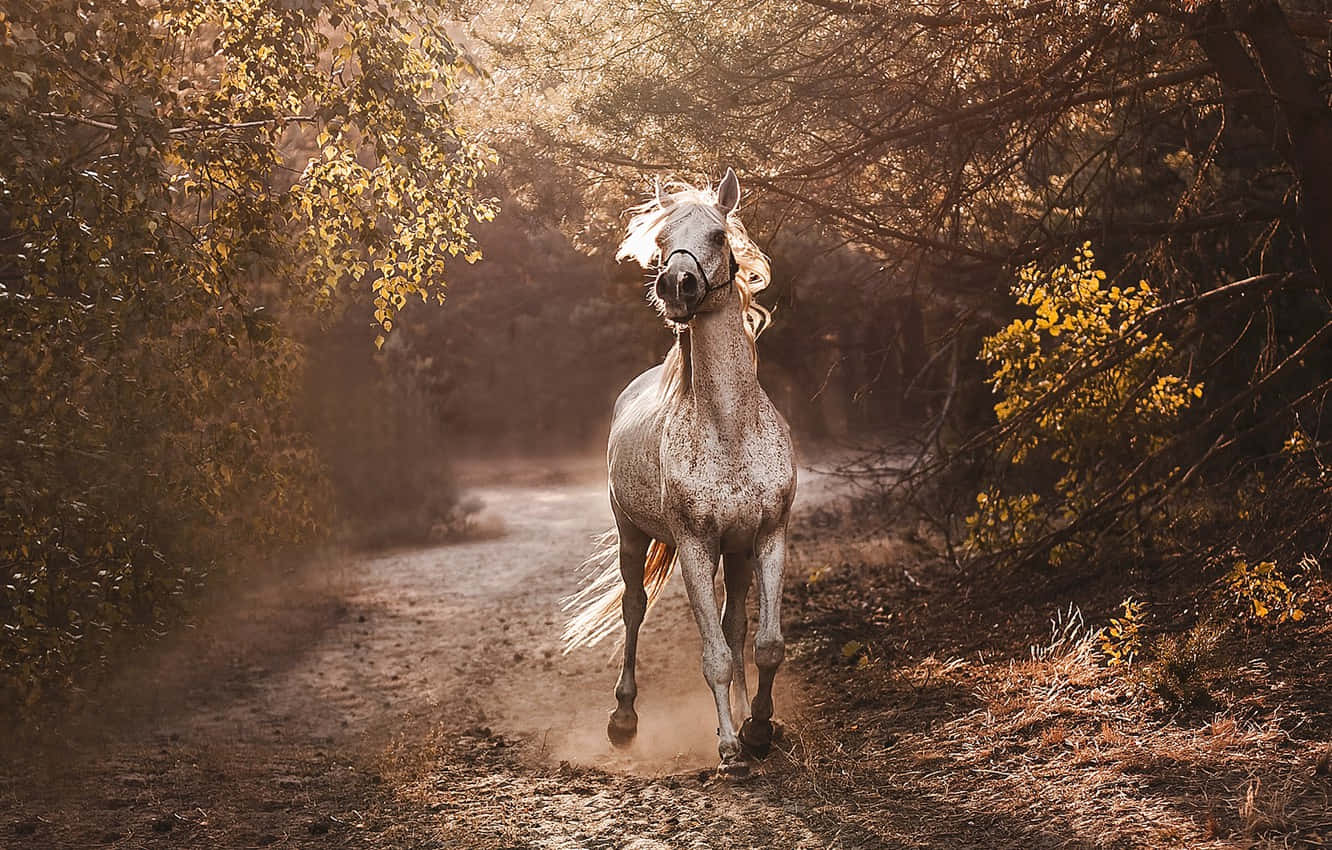 Trail 桌布 壁紙 — 一匹斑點灰馬在陽光斑駁的森林小徑上奔馳，在金色秋光下揚起塵土。