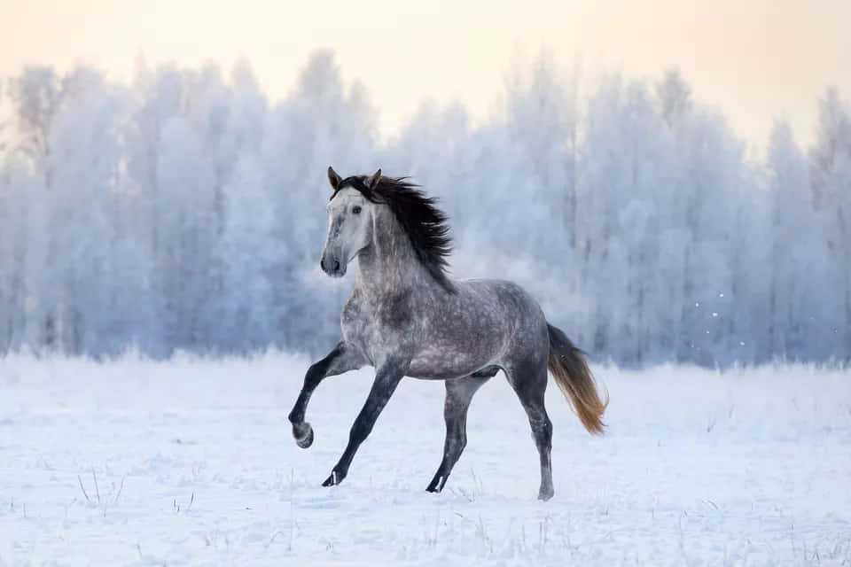 Pretty Horses 桌布 壁紙 — 一匹斑點灰馬在雪地上優雅地奔馳，穿過被霜覆蓋的樹木，沐浴在日出的柔和光輝中。