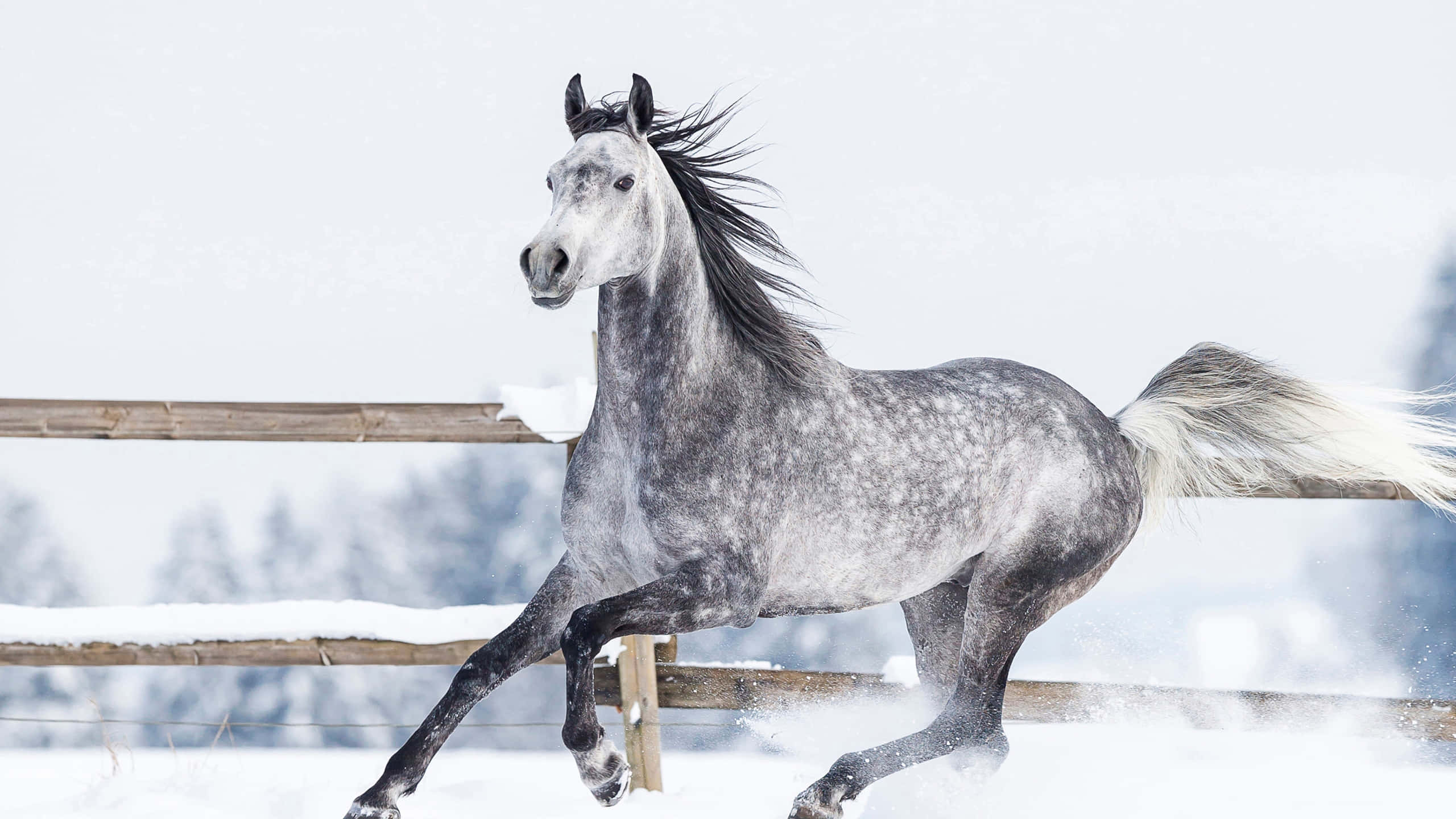 動物 桌布 壁紙 — 一匹斑點灰馬在雪地上強勁奔馳，背景有木柵欄和模糊的樹木。