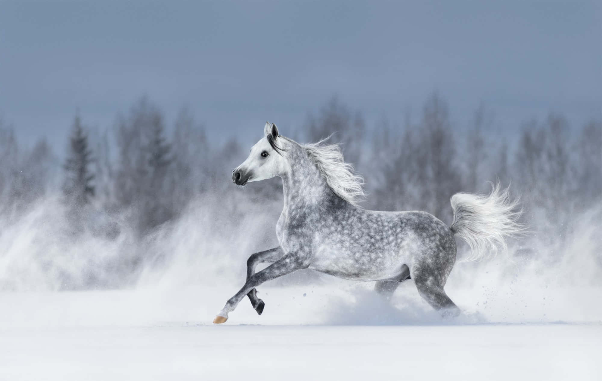 Arabian Horse 桌布 壁紙 — 一匹斑點灰馬在雪地上強勁奔馳，踢起粉末，映襯著暗淡的冬日天空。