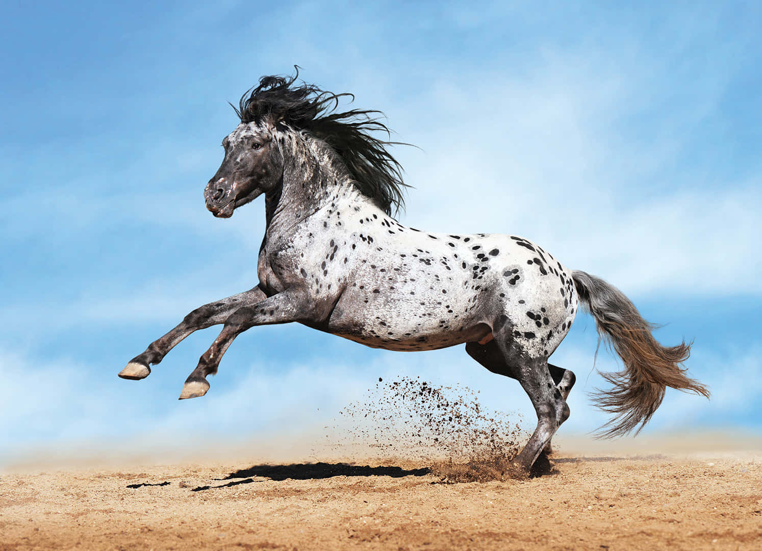 Appaloosa Horse 桌布 壁紙 — 一匹斑點馬在明亮的藍天下，風吹動其鬃毛，強力奔馳過塵土飛揚的平原。