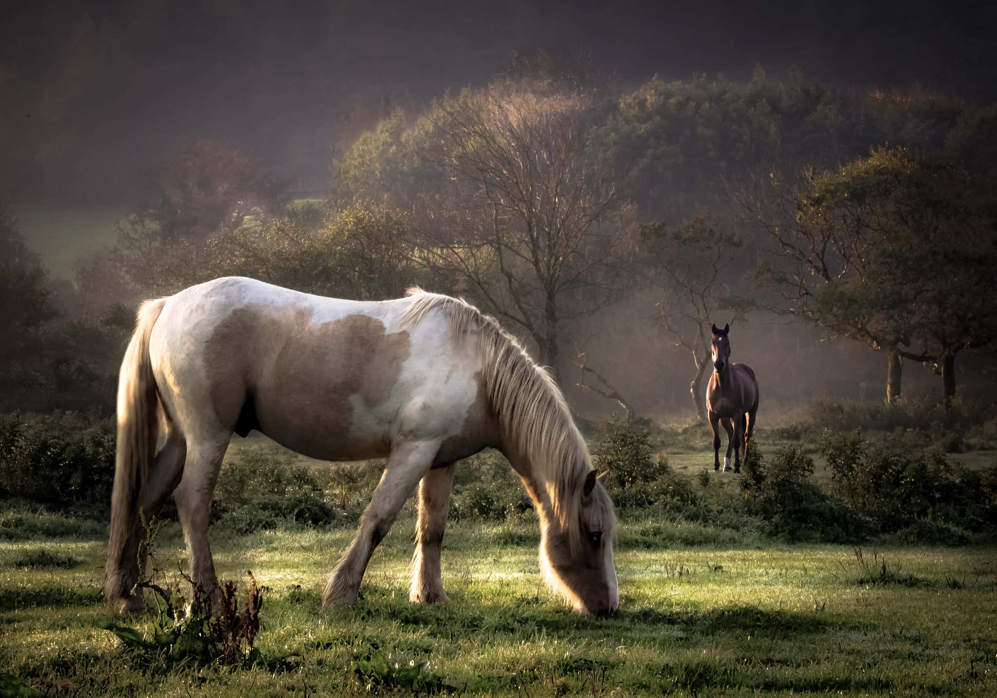 Cool Horse 桌布 壁紙 — 一匹斑點馬在陽光照耀的草地上吃草，另一匹在黎明時分的霧氣森林空地中警覺地站著。