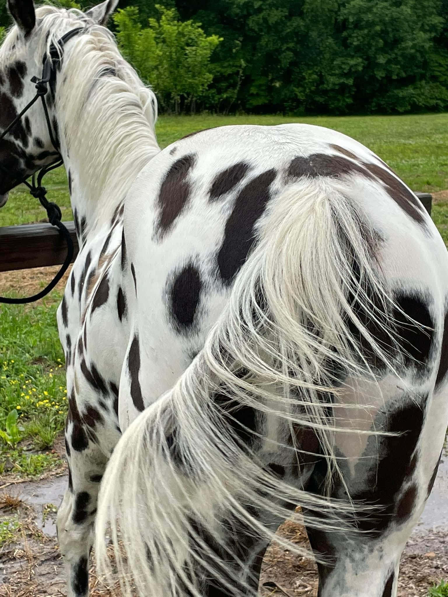 Appaloosa Horse 桌布 壁紙 — 一匹斑點馬的特寫，擁有飄逸的白色鬃毛和尾巴，站在草地上，背景有樹木。