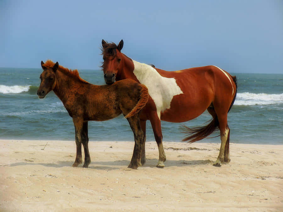 Pretty Horses 桌布 壁紙 — 一匹栗色帶白色斑塊的母馬在陽光明媚的海灘上保護性地站在她的馬駒旁邊，身後海浪翻滾。
