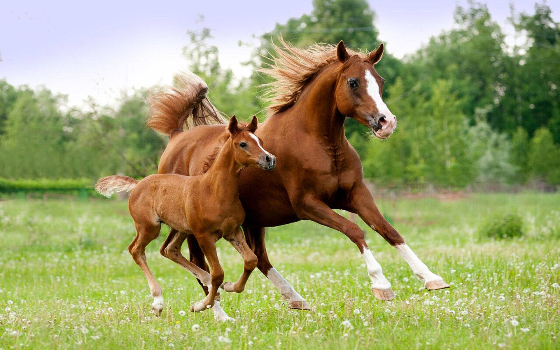 animals 桌布 壁紙 — 一匹栗色母馬和牠的小馬駒在陽光明媚、點綴著白花和綠草的草地上奔馳。