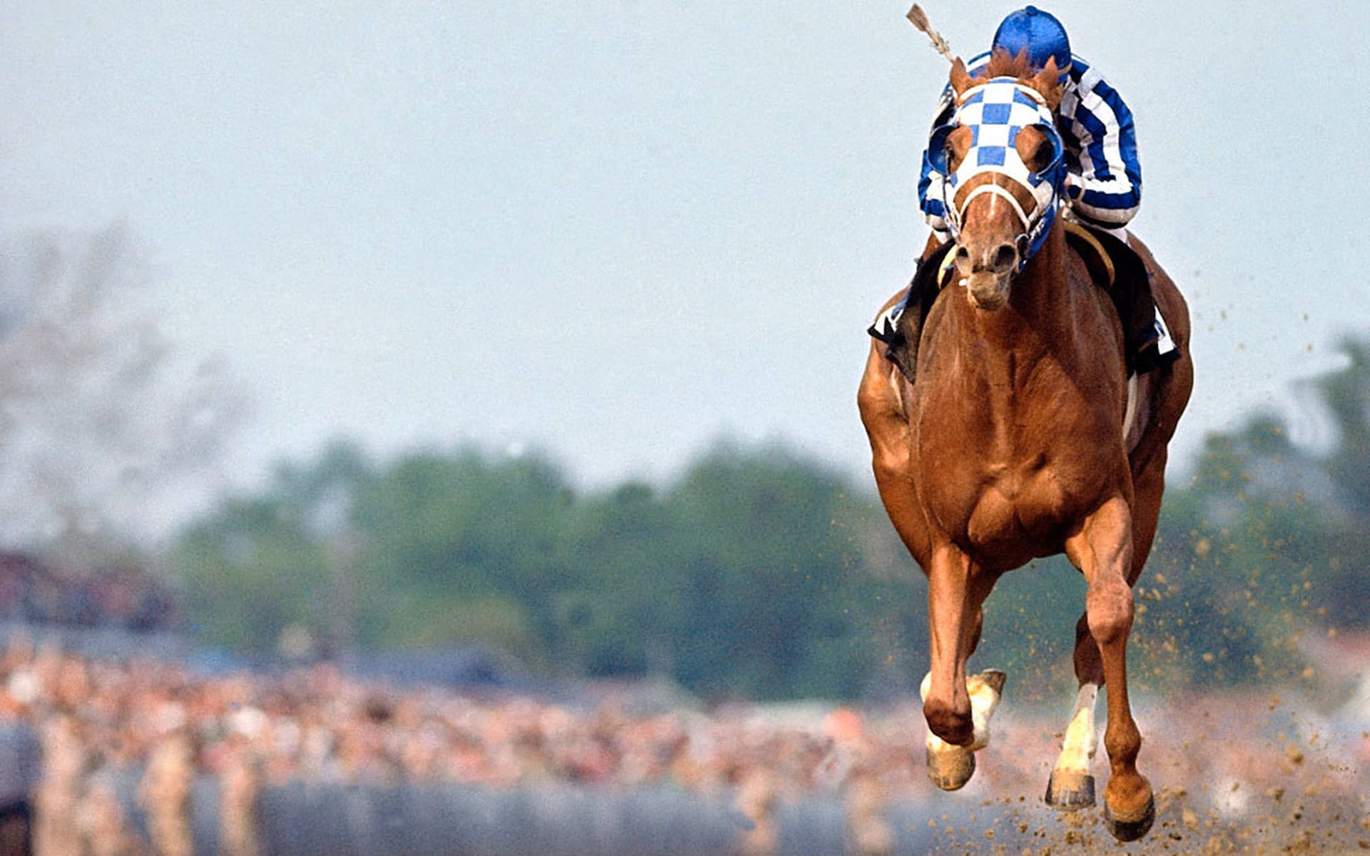 Secretariat 桌布 壁紙 — 一匹栗色賽馬，騎師身穿藍白格子絲綢，在泥地賽道上強勁奔馳，揚起塵土，背景觀眾模糊。
