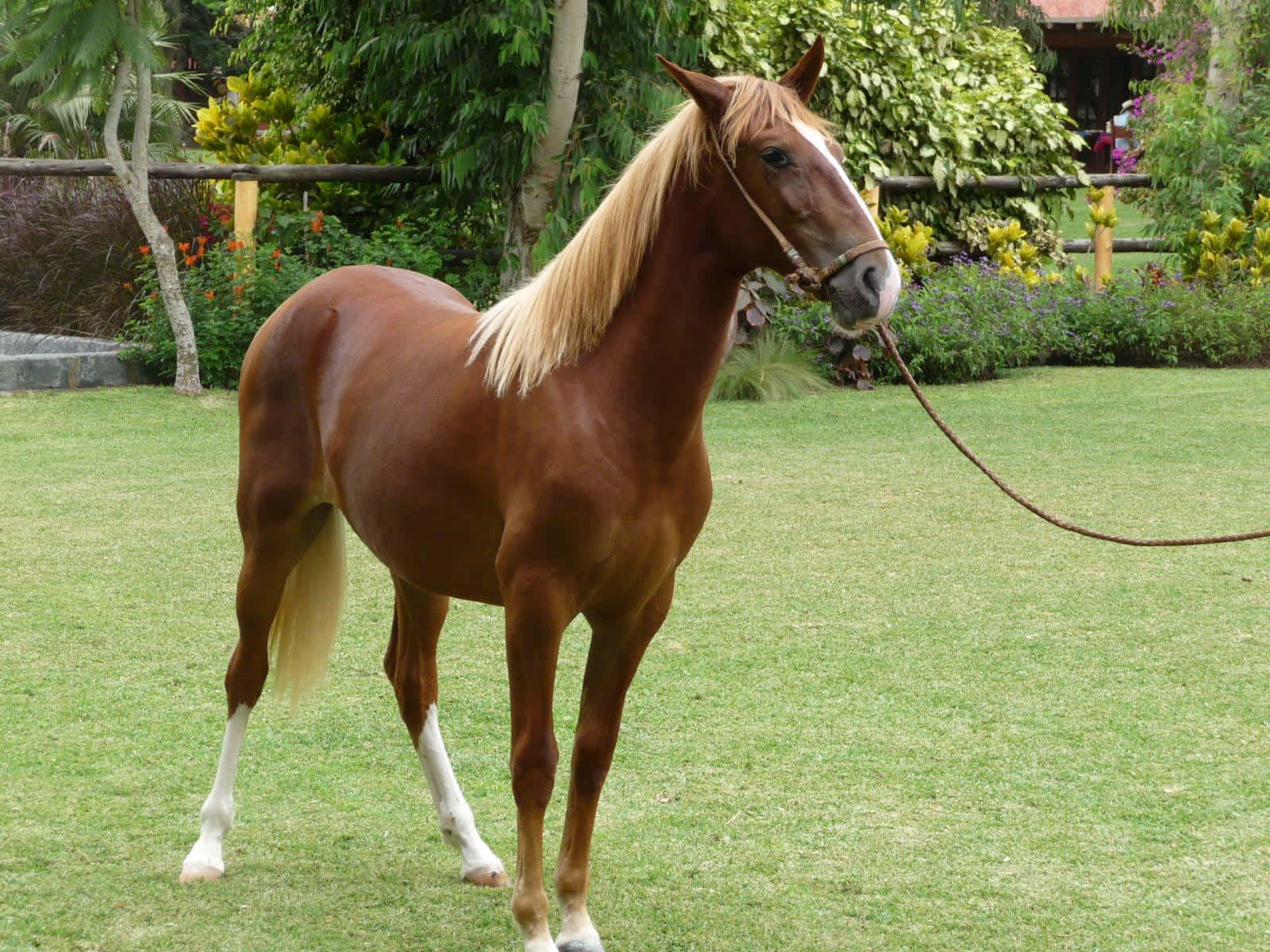 Brown Horse 桌布 壁紙 — 一匹栗色馬，有金色鬃毛和白色襪子，平靜地站在綠草上，周圍是茂密的熱帶植物。