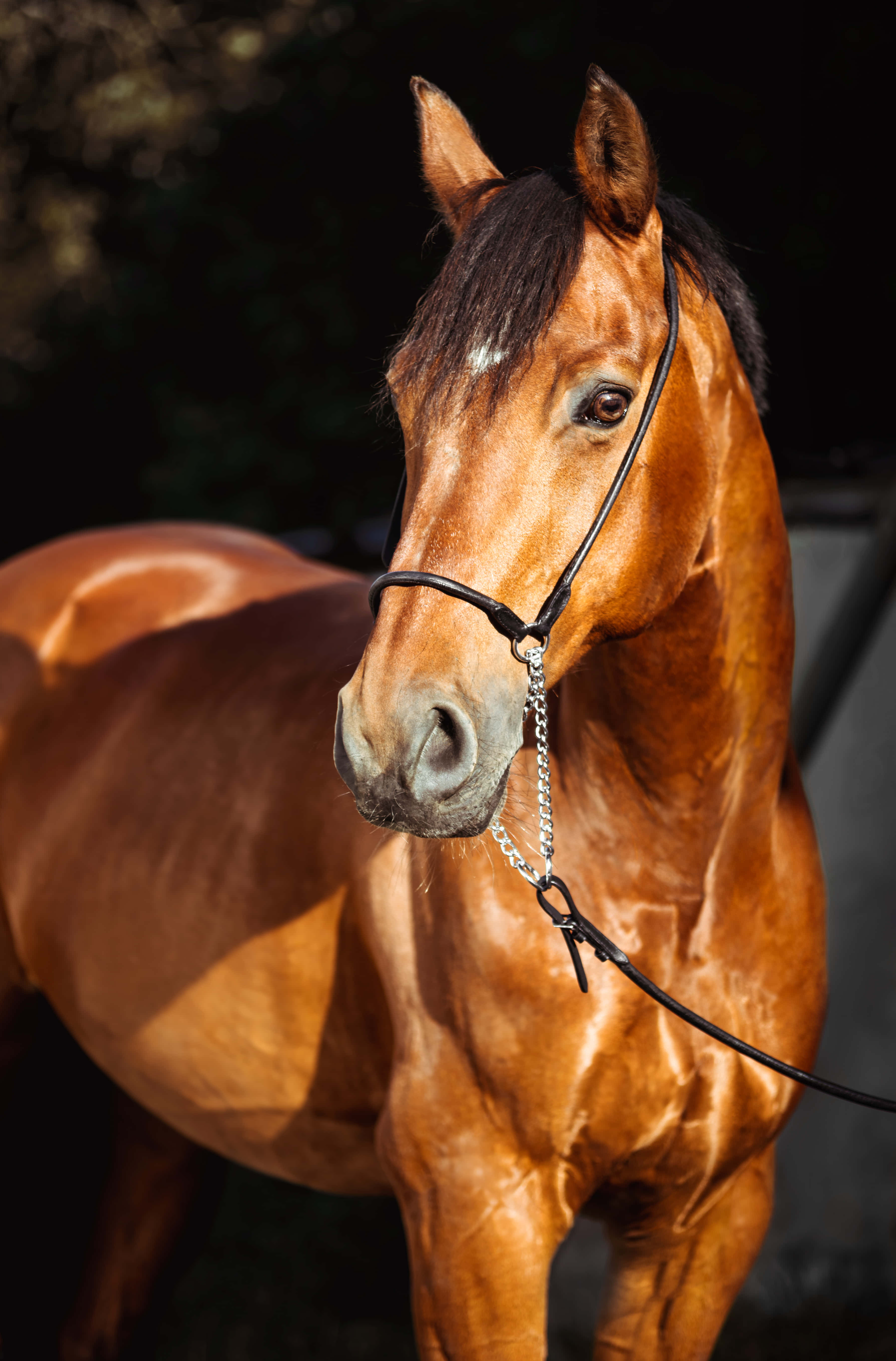 Cool Horse 桌布 壁紙 — 一匹栗色馬，毛色光澤，戴著黑色韁繩，站在柔和陽光下，背景是暗色模糊的。