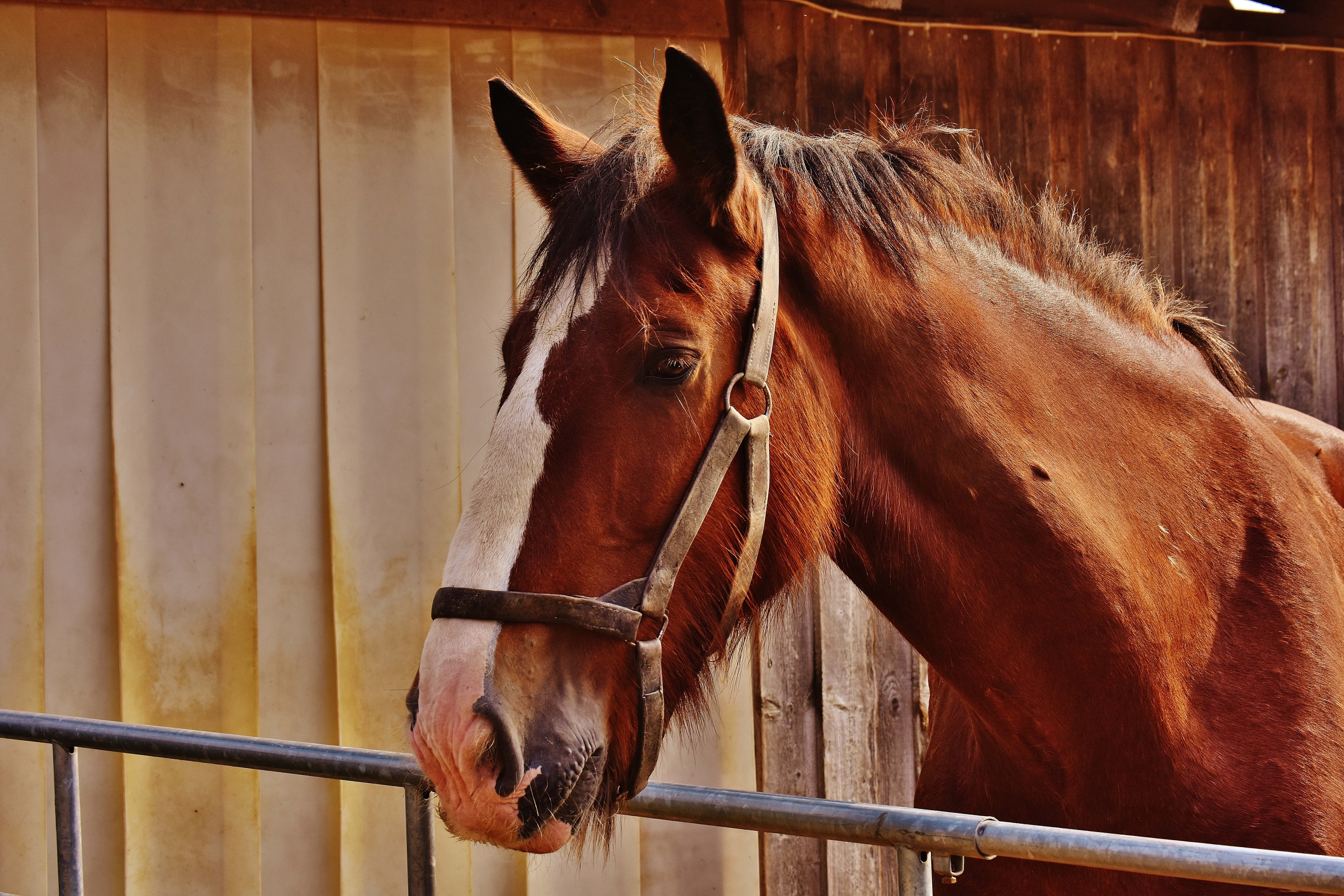 Beautiful Horses 桌布 壁紙 — 一匹栗色馬，額頭有白色星形斑紋，靜靜地站在木製馬廄隔間裡，頭擱在金屬欄杆上。