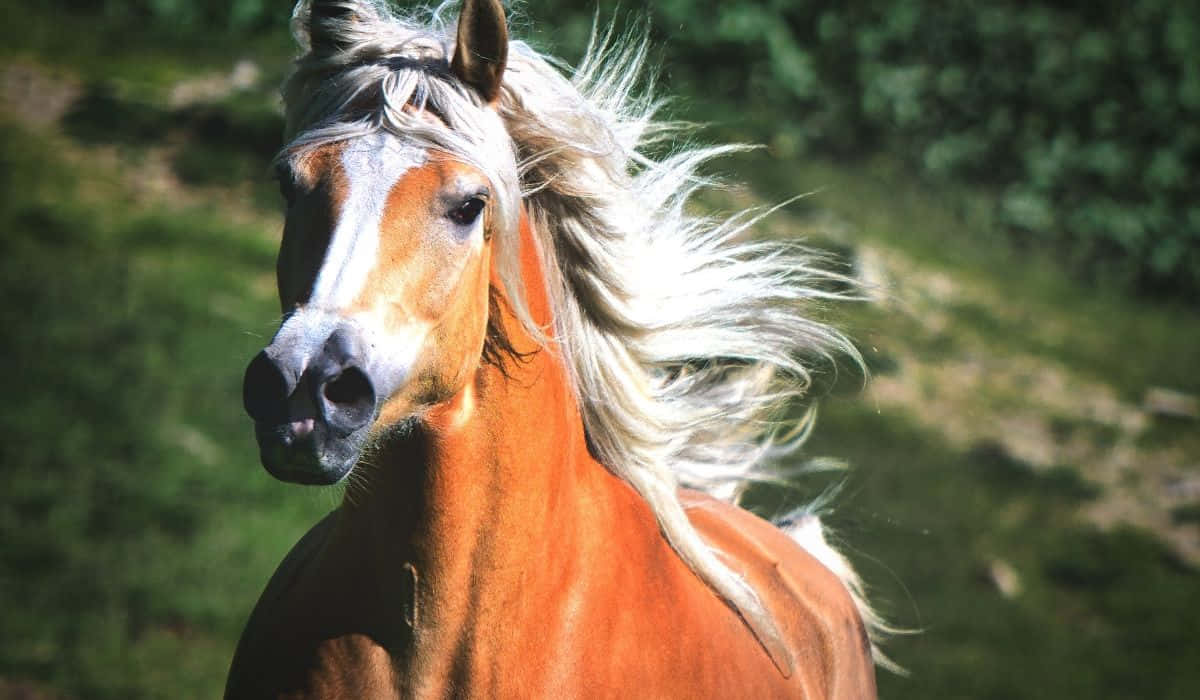 Pretty Horses 桌布 壁紙 — 一匹栗色馬，飄逸白色鬃毛，站在陽光明媚的綠色田野中，目光直接而警覺。