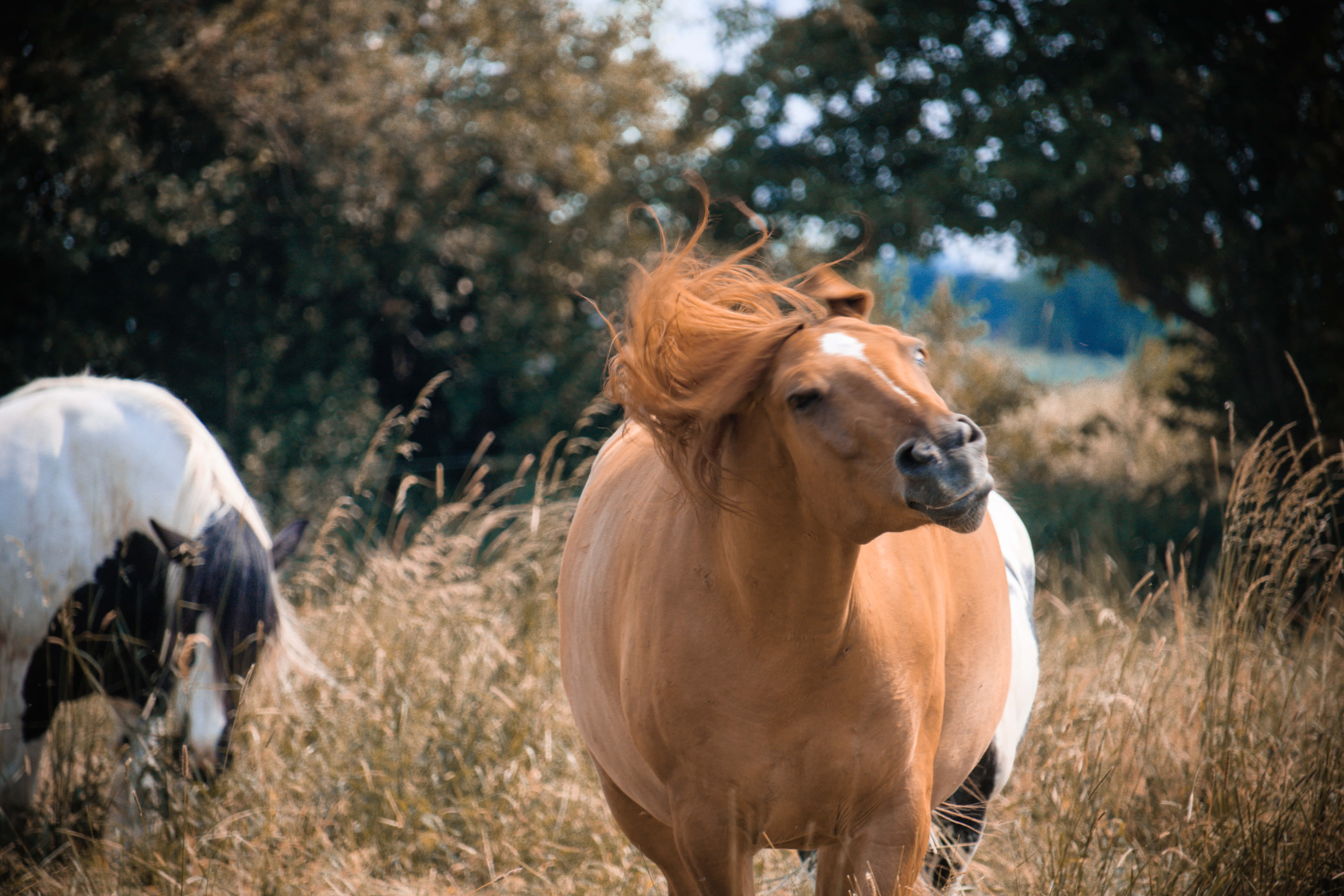 Beautiful Horses 桌布 壁紙 — 一匹栗色馬，鬃毛飄逸，警覺地站在高高的金色草叢中，另一匹馬在斑駁的陽光下在附近吃草。