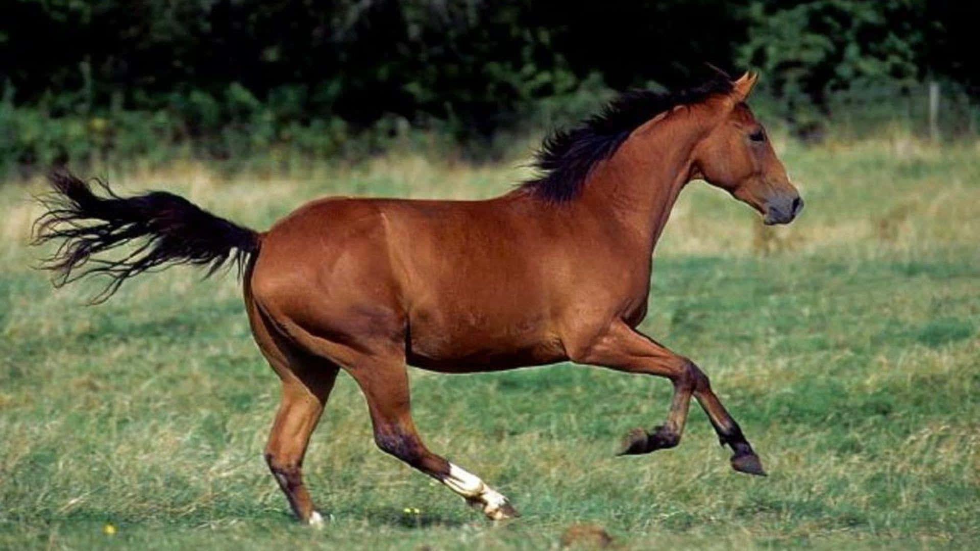 Brown Horse 桌布 壁紙 — 一匹栗色馬，黑色鬃毛和尾巴，在陽光明媚的綠色田野中優雅地奔馳，背景樹木模糊。