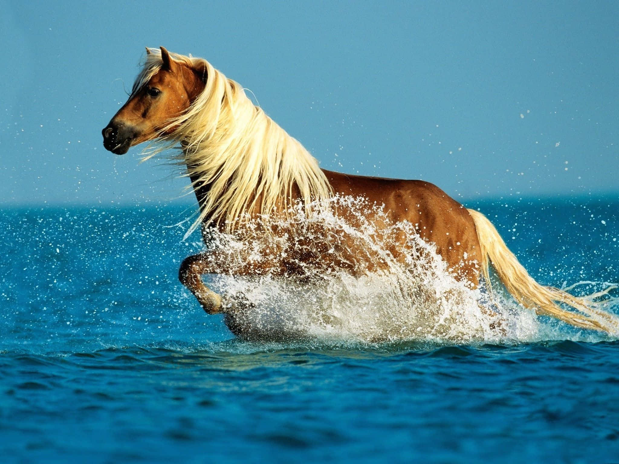 Palomino Horse 桌布 壁紙 — 一匹栗色馬匹，飄逸的金色鬃毛，奔騰在充滿活力的藍色海水之中，濺起戲劇性的水花。