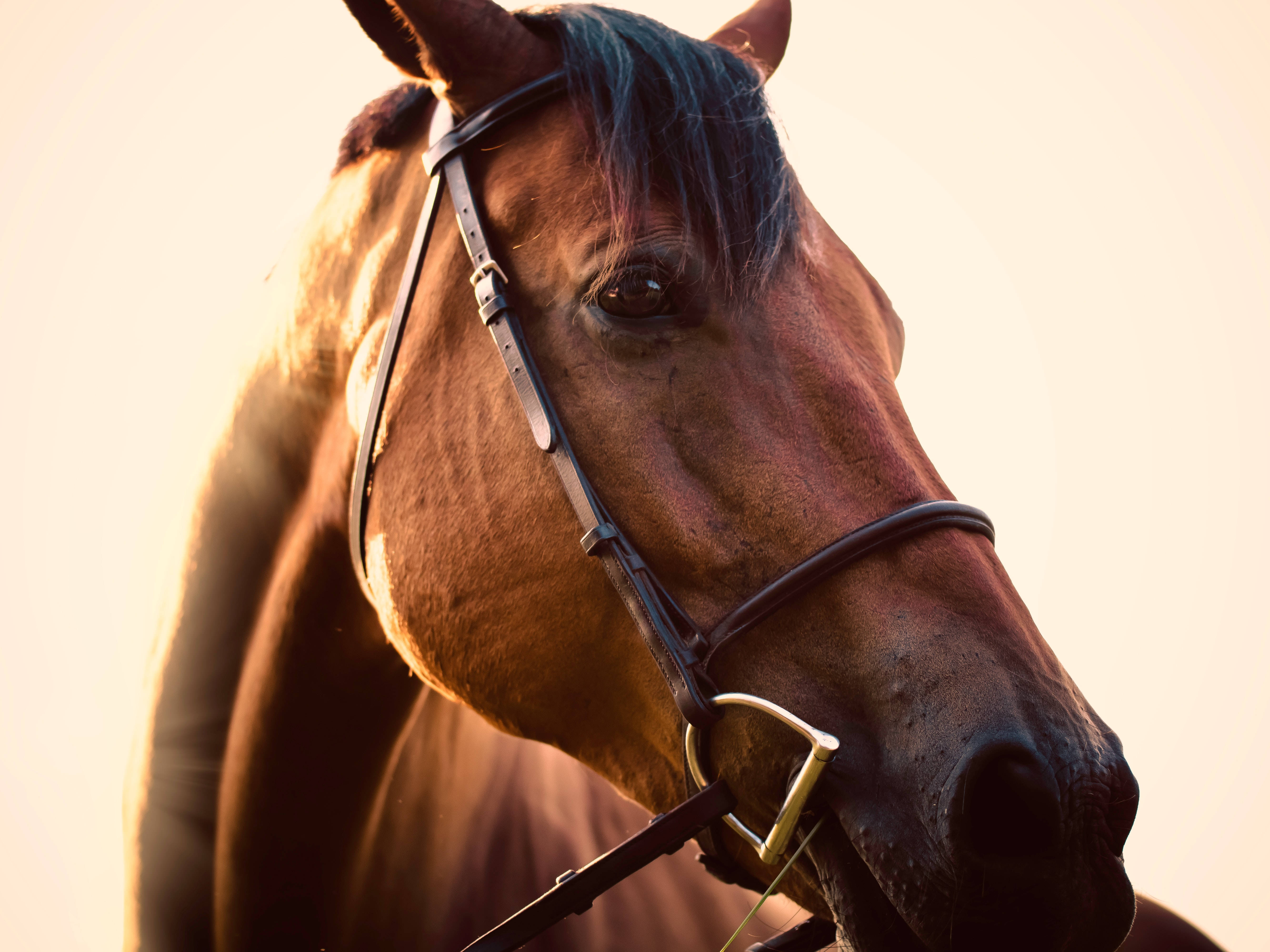 Horse Face 桌布 壁紙 — 一匹栗色馬匹戴上韁繩，沐浴在溫暖金色陽光下的特寫，背景為柔和白色。