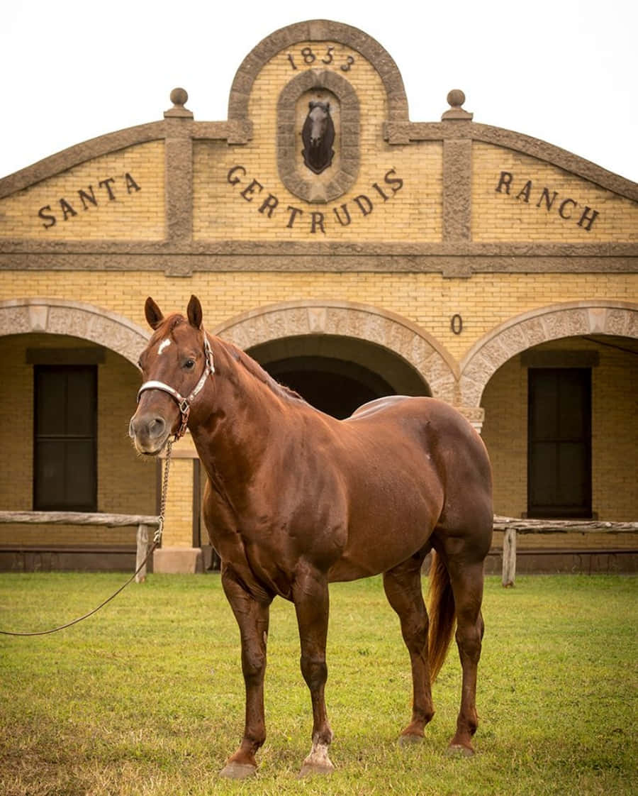 King Ranch Texas 桌布 壁紙 — 一匹栗色馬驕傲地站在歷史悠久的聖格特魯迪斯牧場建築前的綠色草地上，建築有拱形門口和雕刻標牌。