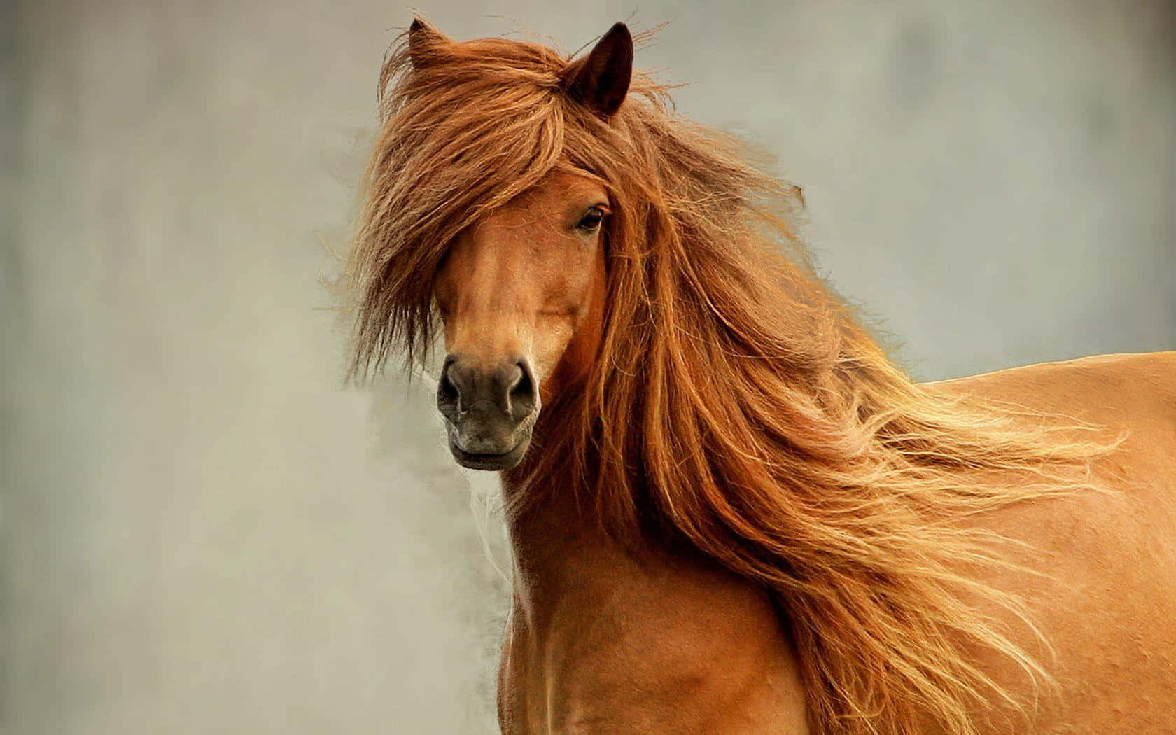 Brown Horse 桌布 壁紙 — 一匹栗色駿馬，鬃毛飄逸，側身而立，背景為柔和灰色，目光直接而有力。