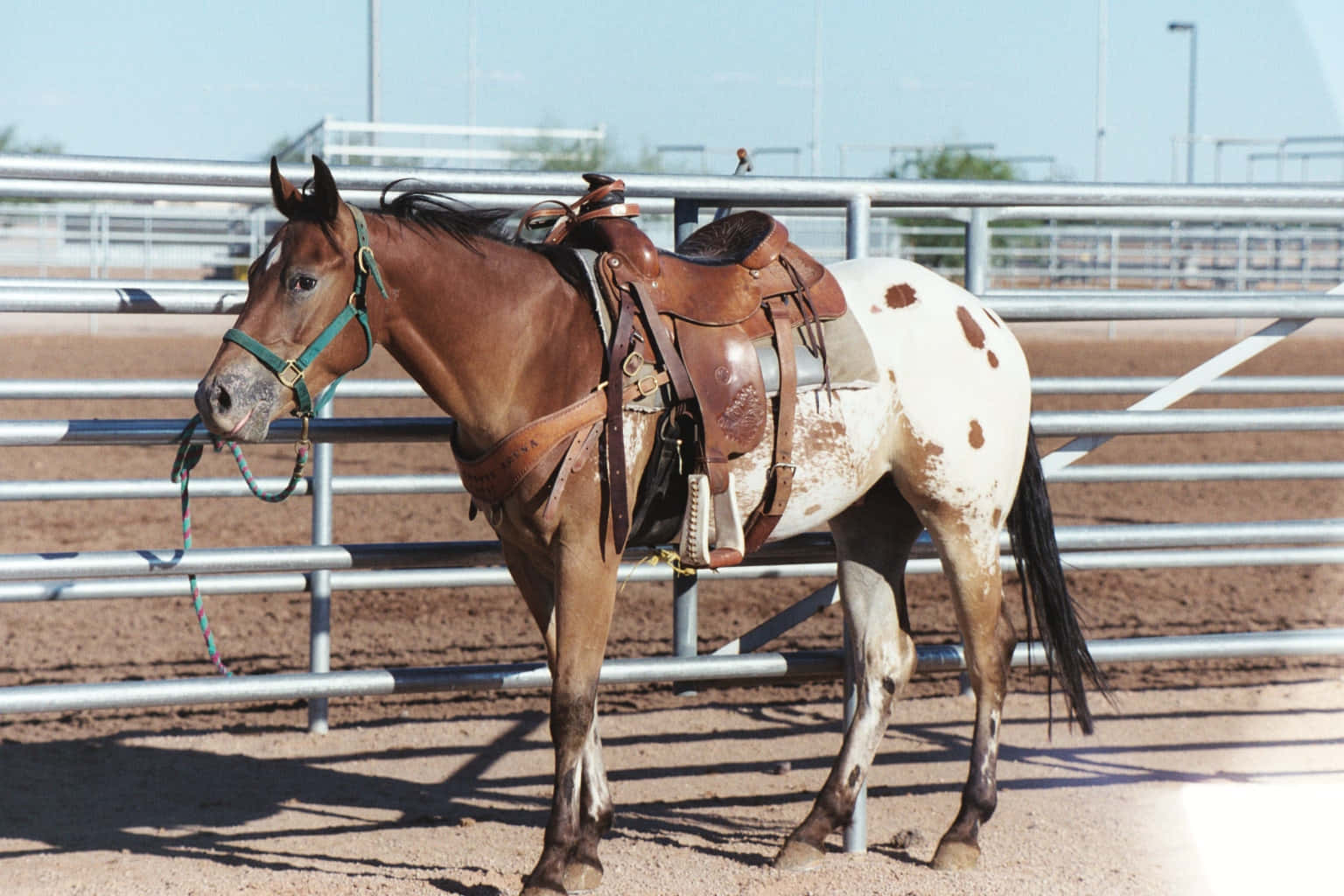 Appaloosa Horse 桌布 壁紙 — 一匹棕色和白色斑點的馬，配備馬鞍，平靜地站在一個陽光普照、由金屬欄杆圍成的泥地競技場中。