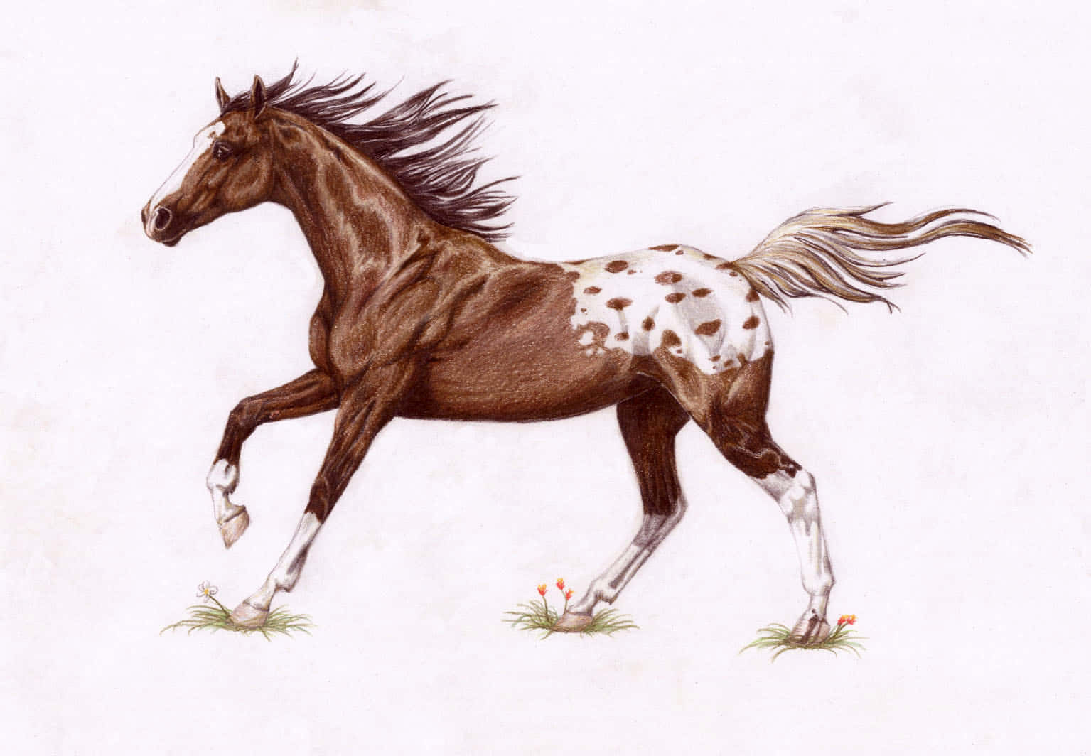 Appaloosa Horse 桌布 壁紙 — 一匹棕色和白色斑點的馬在柔和光線下優雅地奔馳過長有橙色花朵的草地。