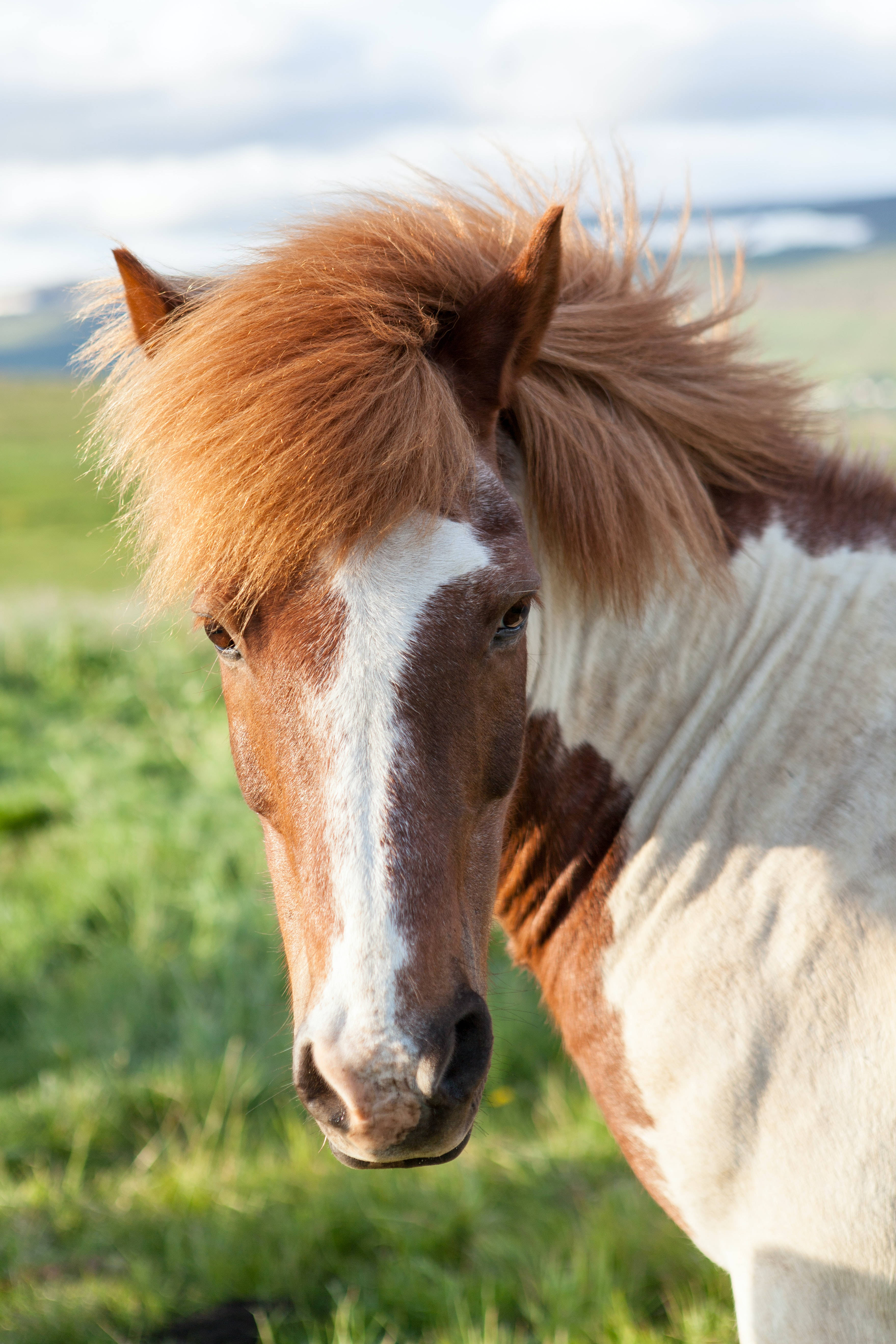 Horse Face 桌布 壁紙 — 一匹棕色和白色的冰島馬特寫，鬃毛飄逸，站在陽光明媚的綠色田野中。