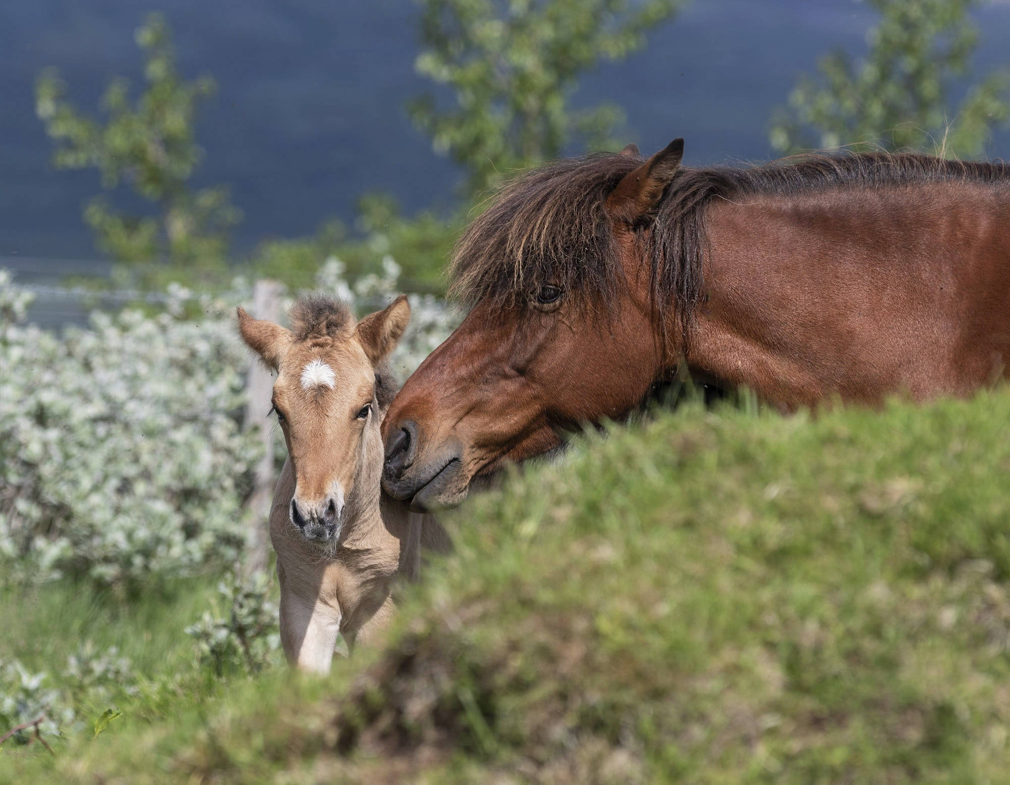 animals 桌布 壁紙 — 一匹棕色母馬和她淺色的小馬駒在陽光照耀的草地上依偎，背景是模糊的綠色植物，這是一個溫柔的時刻。
