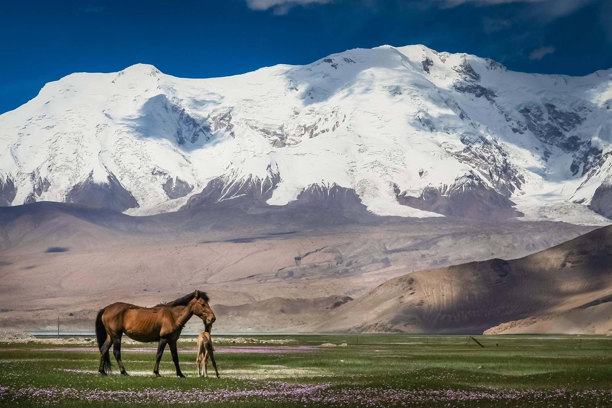蒙古 桌布 壁紙 — 一匹棕色母馬和馬駒站在一片生機勃勃的綠色草地上，草地上點綴著紫色花朵，背景是雄偉的雪山和深藍色的天空。