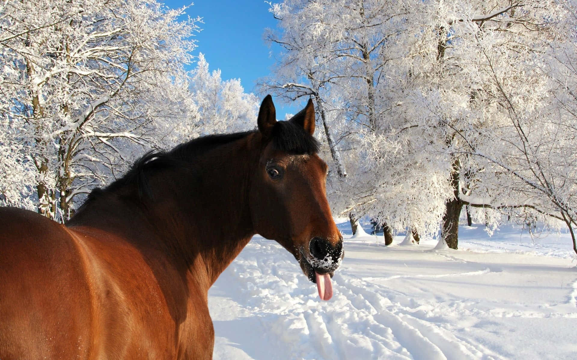 馬 桌布 壁紙 — 一匹棕色的馬伸出舌頭，站在白雪覆蓋的森林中，天空清澈湛藍，樹木覆蓋著霜。
