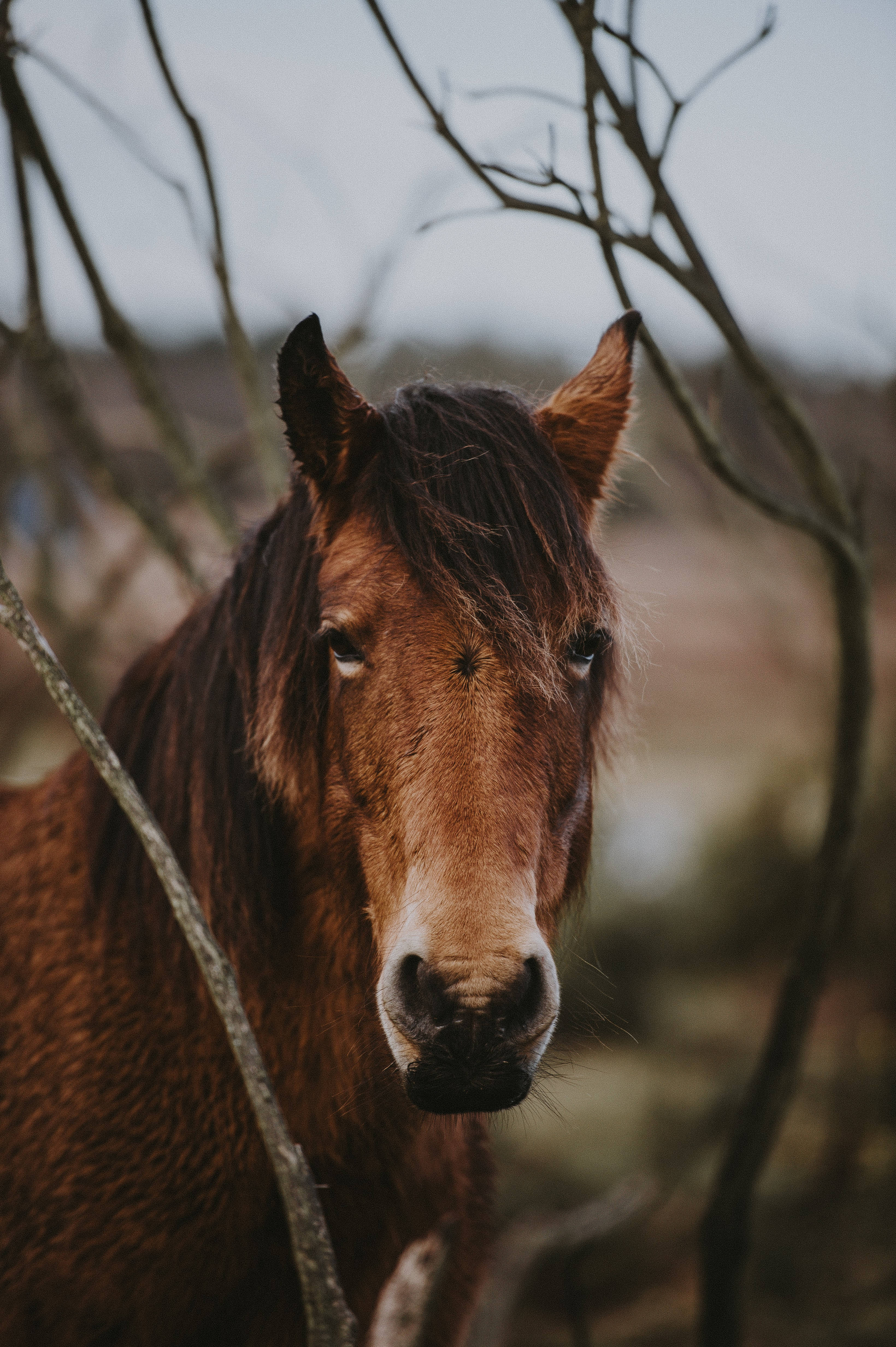 Horse Face 桌布 壁紙 — 一匹棕色馬匹，白色口鼻，從光禿樹枝間窺視，背景柔和自然環境的特寫。