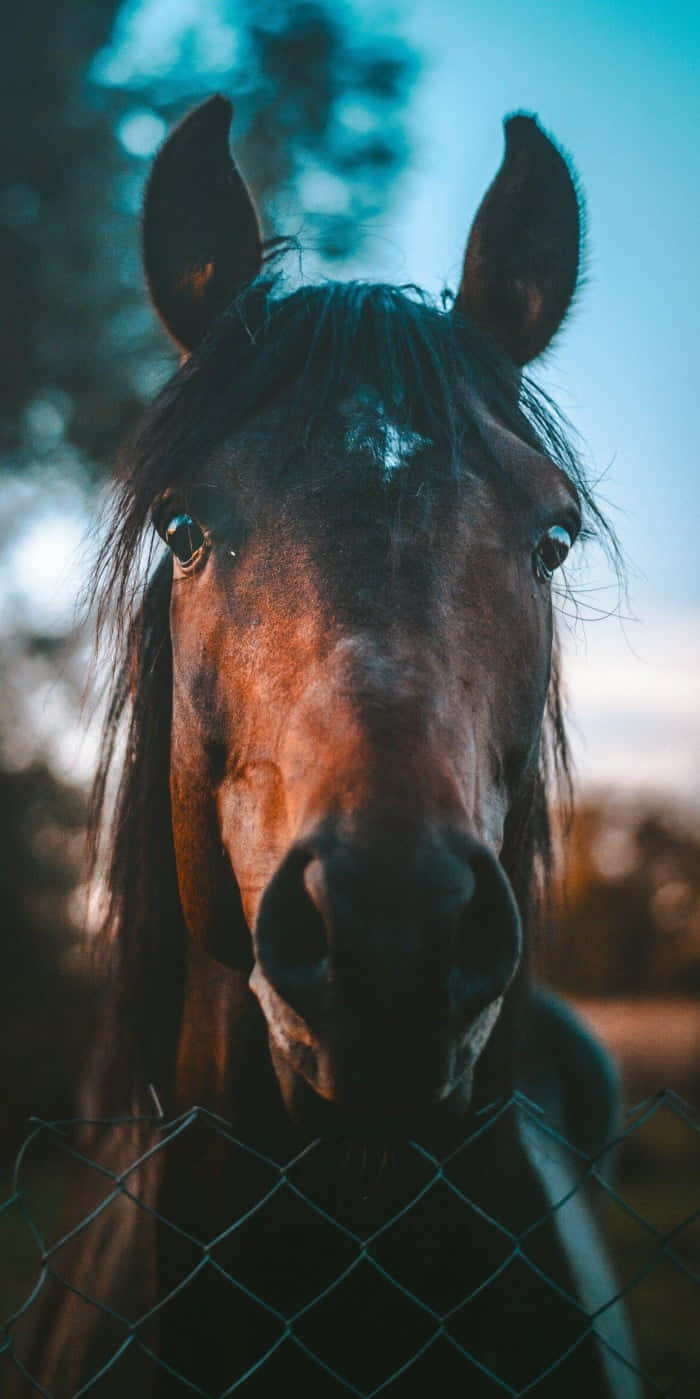 Pretty Horse 桌布 壁紙 — 一匹棕色馬匹額頭上有白色斑紋，透過鏈條圍欄凝視，背景是柔和藍天的特寫。
