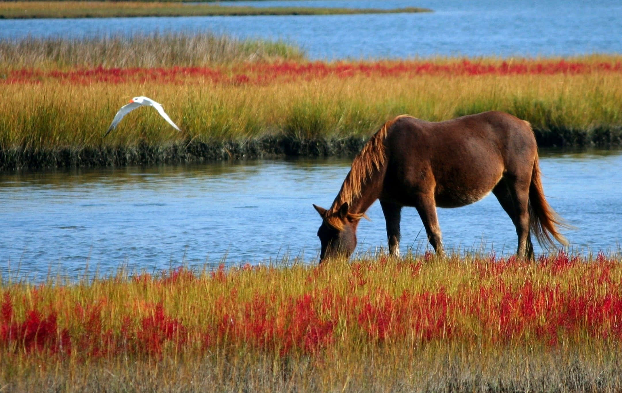 Beautiful Horses 桌布 壁紙 — 一匹棕色馬在鮮豔的紅色和金色沼澤草中吃草，旁邊是平靜的藍色水面，一隻白色鳥兒從頭頂飛過。