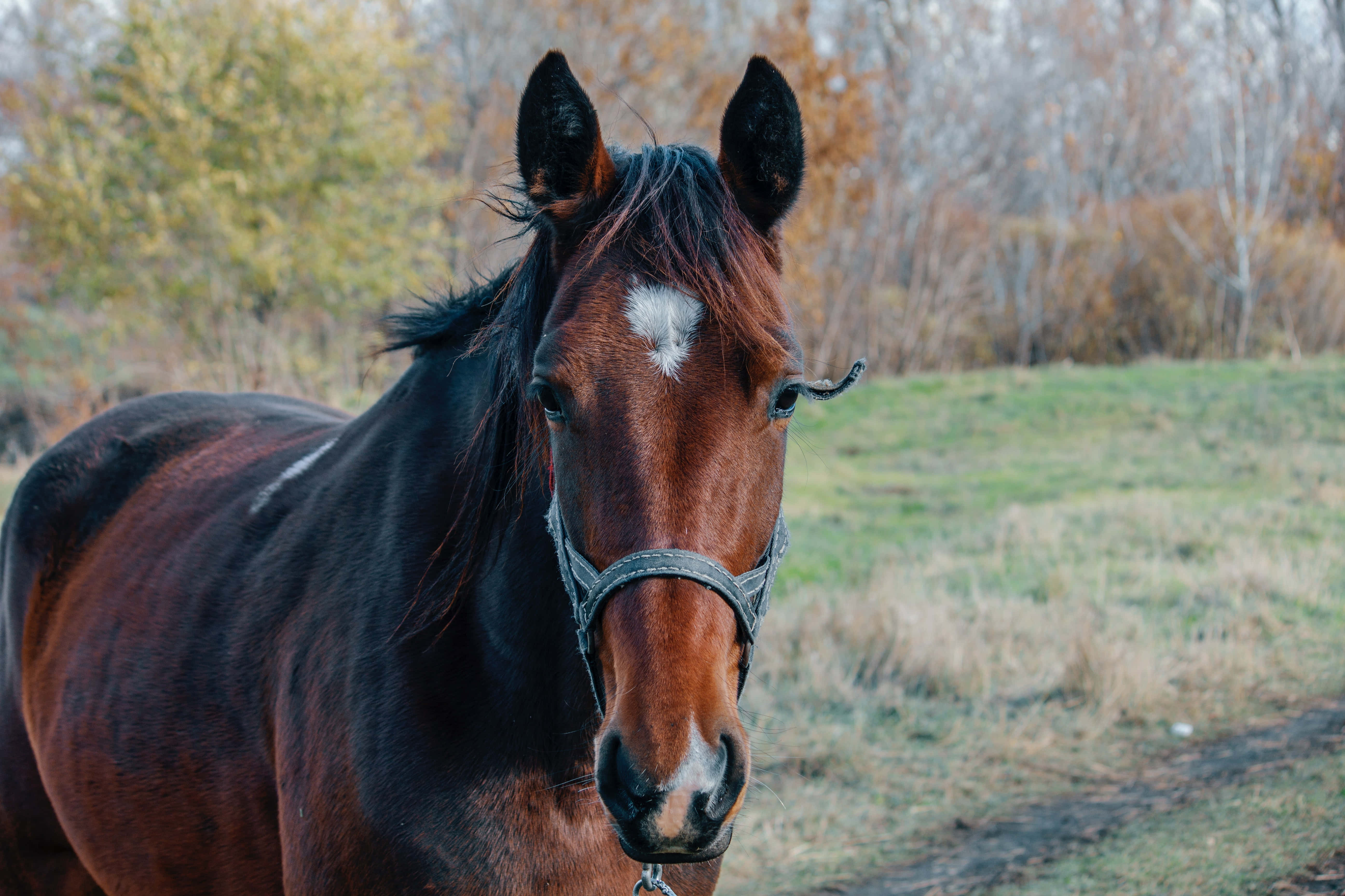 Beautiful Horses 桌布 壁紙 — 一匹棕色馬的特寫，額頭上有白色標記，站在草地上，背景是秋天的樹木。
