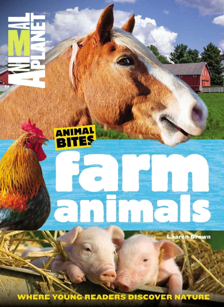 動物星球 桌布 壁紙 — 一匹棕色馬的白色鬃毛特寫佔據上半部分，而一隻公雞和兩隻小豬從下方窺視，背景是紅色穀倉和綠色田野。