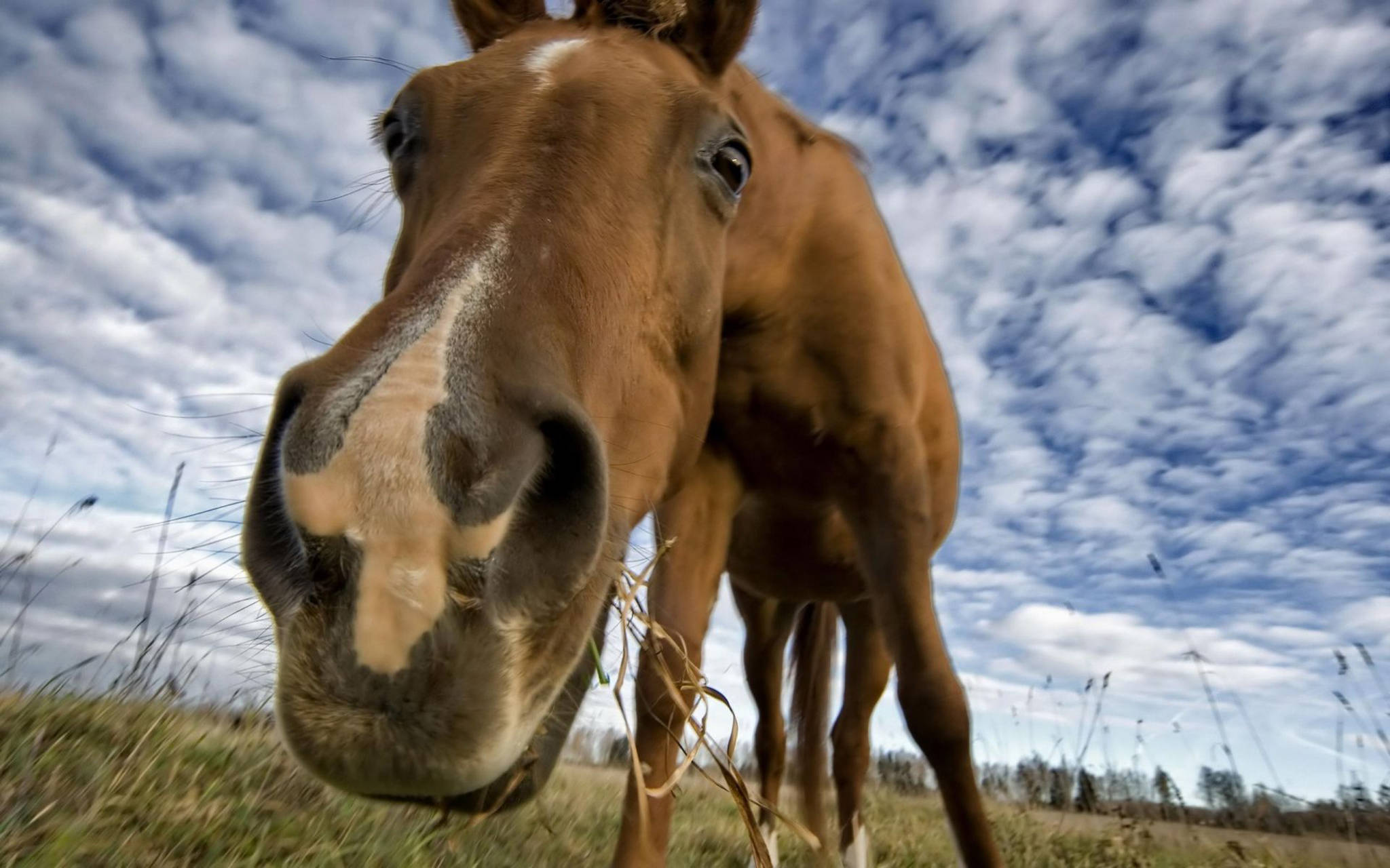 Horse Face 桌布 壁紙 — 一匹棕色馬的臉部特寫，牠正低頭啃食草地，背景是戲劇性的多雲天空。