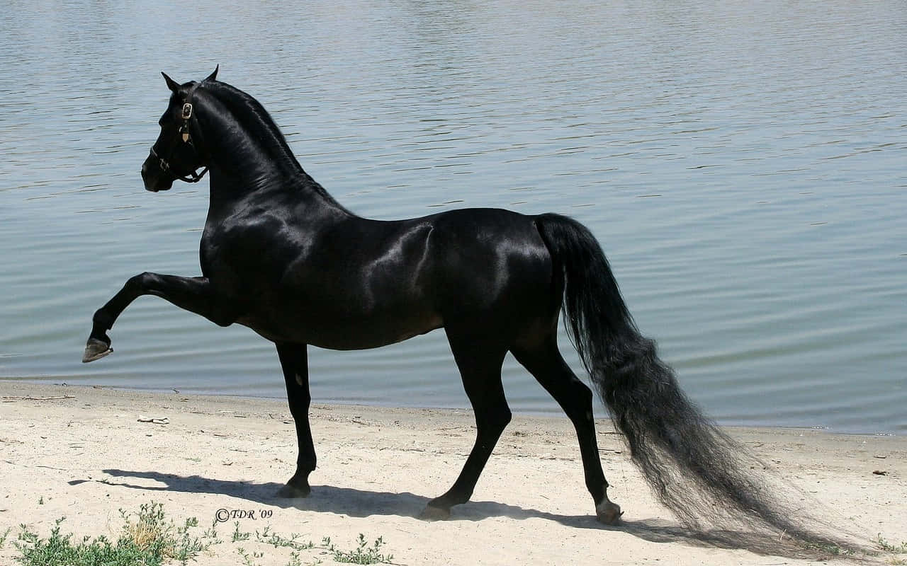 Pretty Horse 桌布 壁紙 — 一匹毛色亮麗的黑馬，鬃毛和尾巴飄逸，在明亮的日光下，站在平靜水邊的沙灘上。