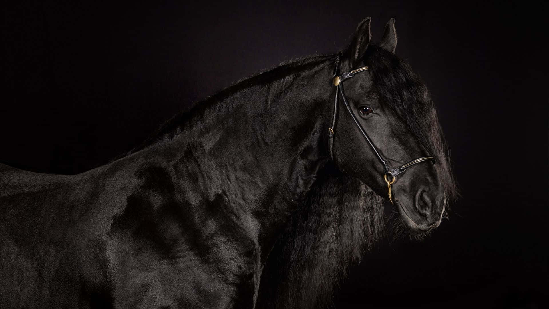 Black Horse 桌布 壁紙 — 一匹毛色光澤、佩戴金色韁繩的雄偉黑馬，在純黑背景的戲劇性攝影棚燈光下站立。