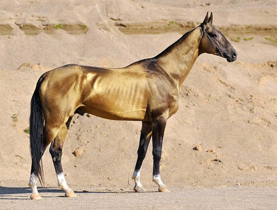 Pretty Horses 桌布 壁紙 — 一匹毛色淺黃、鬃毛和尾巴深色的駿馬，在明亮的日光下，姿態優雅地站在沙地上。