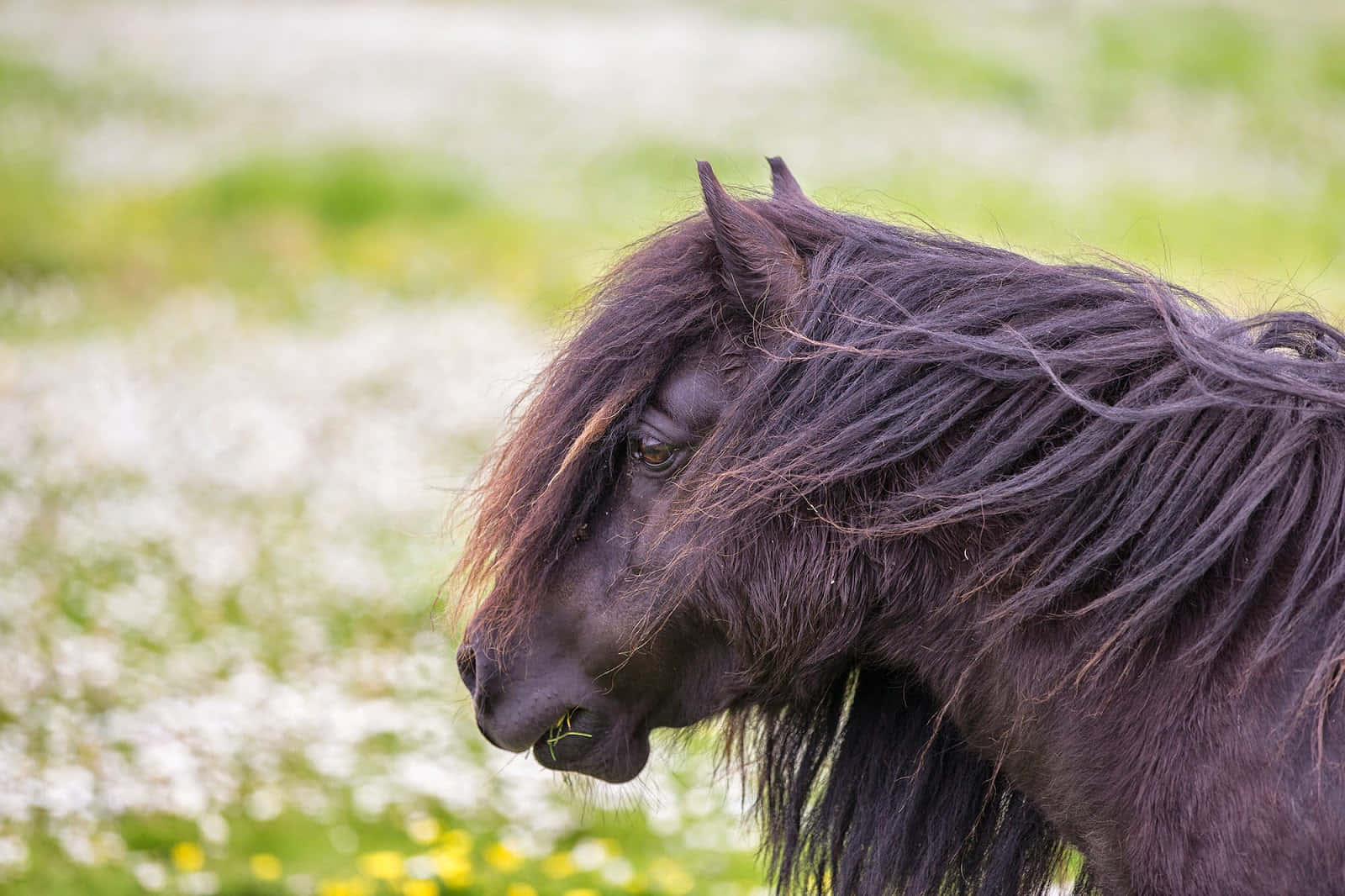 pony 桌布 壁紙 — 一匹深色馬匹，鬃毛飄逸，在陽光明媚、開滿白色和黃色野花的田野中吃草。