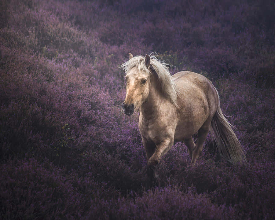 Pretty Horses 桌布 壁紙 — 一匹淺棕色、擁有飄逸白色鬃毛的馬，奔騰穿過茂密、充滿活力的紫色石楠花田。